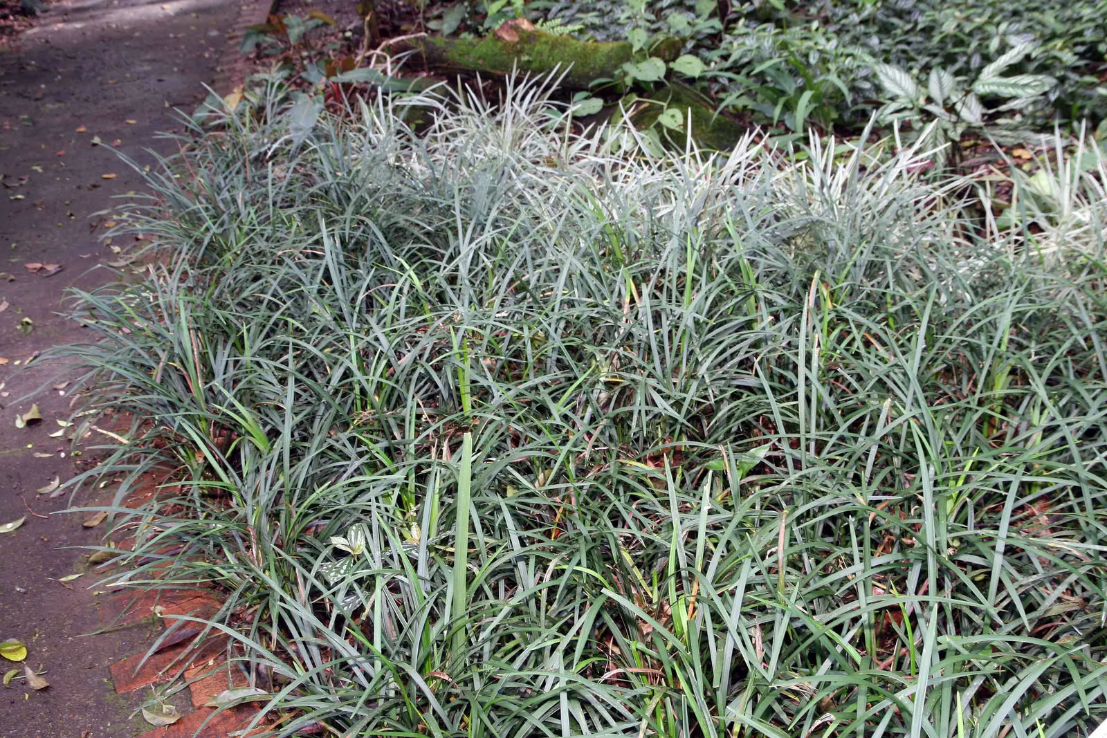 Blue Lily Turf (Liriope Muscari) — This sturdy plant typically reaches a height of 12 to 18 inches and spreads out to a similar width; grass-like, image 77
