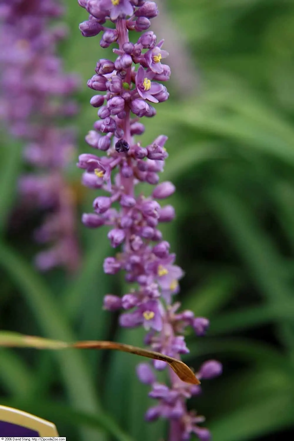 Blue Lily Turf (Liriope Muscari) — Liriope muscari thrives in a wide range of soil conditions but prefers moderately moist; blue Lily Turf, or, image 86