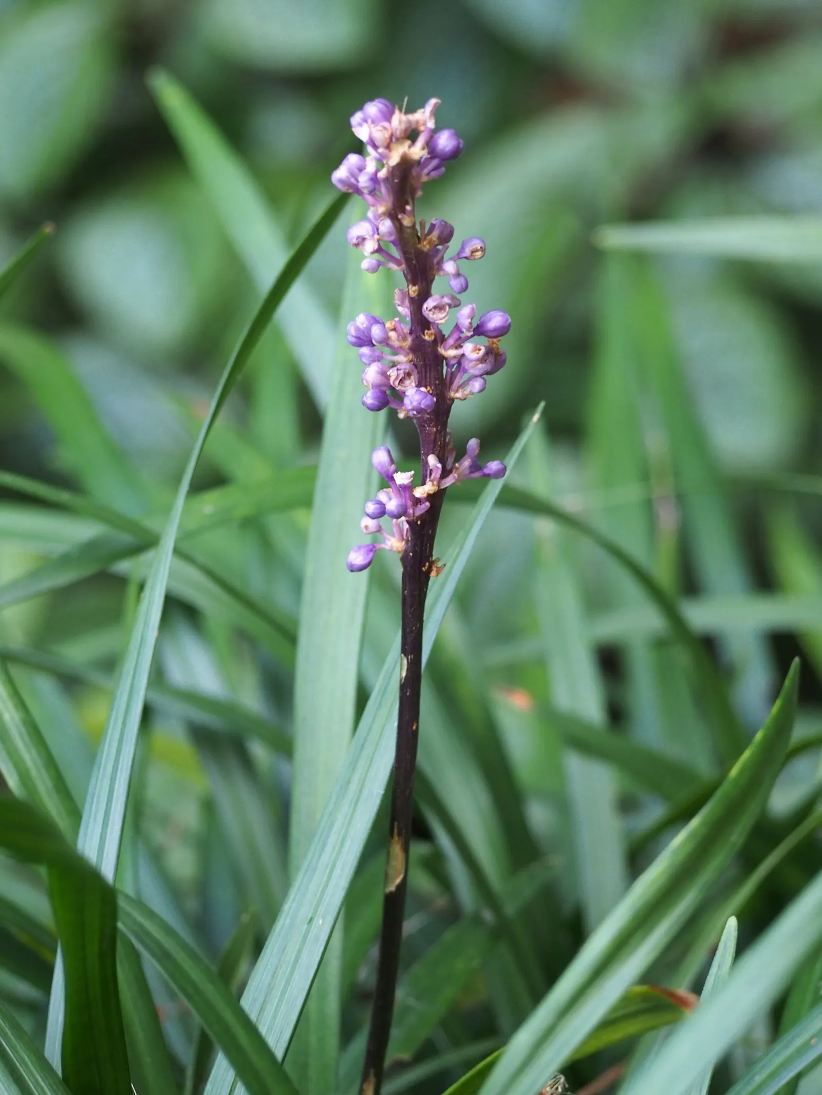 Blue Lily Turf (Liriope Muscari) — Liriope muscari thrives in a wide range of soil conditions but prefers moderately moist