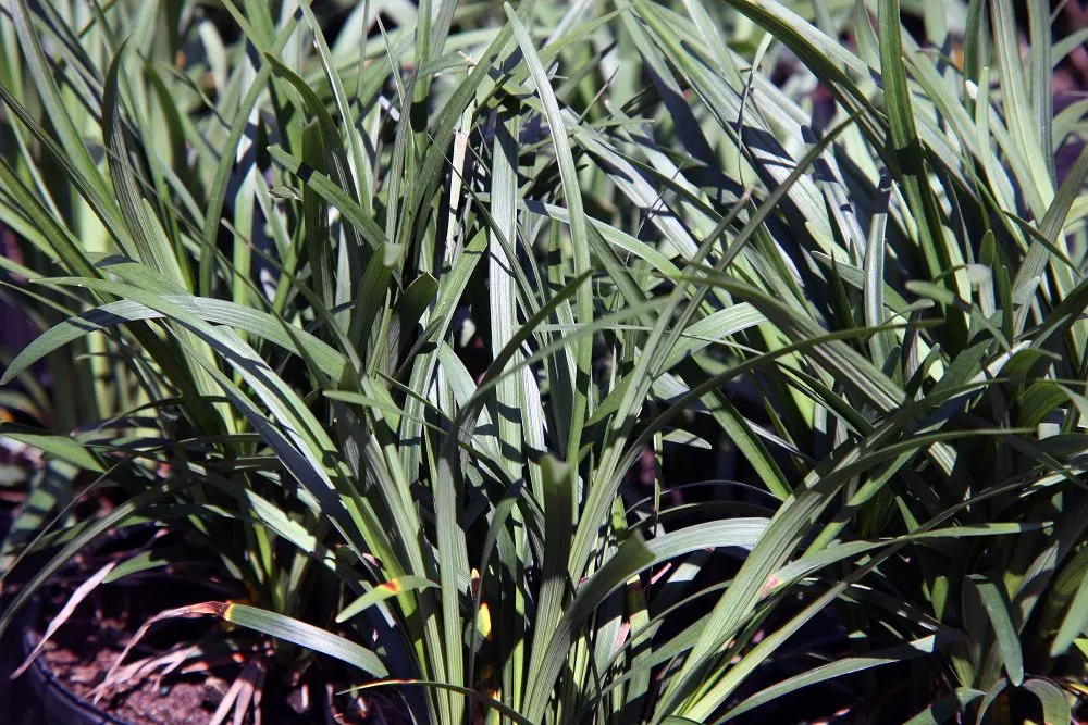 Blue Lily Turf (Liriope Muscari) — adding a fine-textured element to garden compositions.<br><br>As the summer gives way to fall, image 81