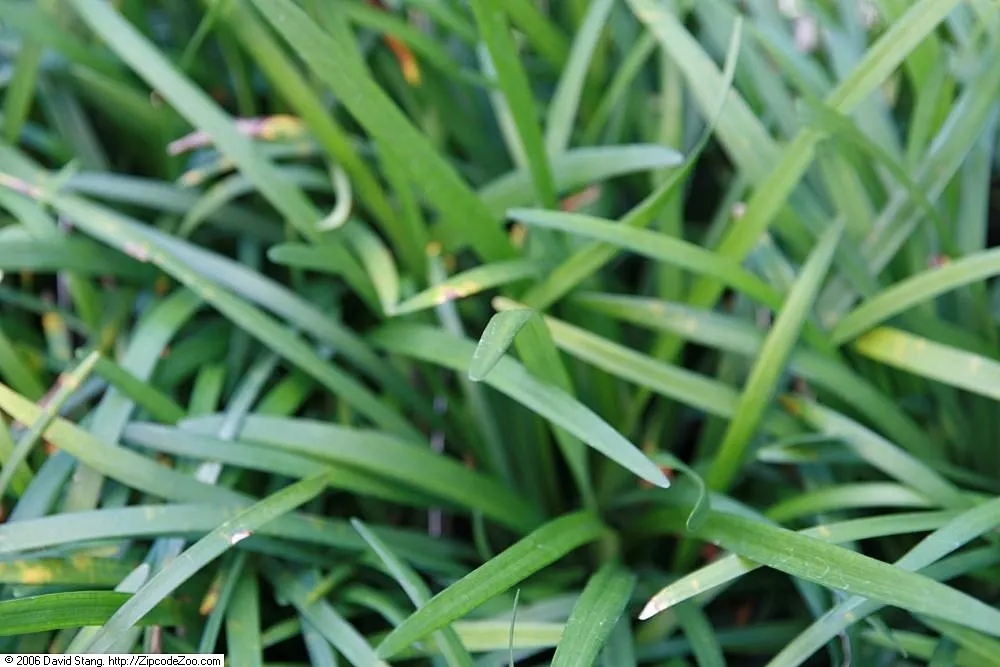 Blue Lily Turf (Liriope Muscari) — scientifically known as Liriope muscari; extending its interest into the winter months.<br><br>Hardy to USDA, image 75