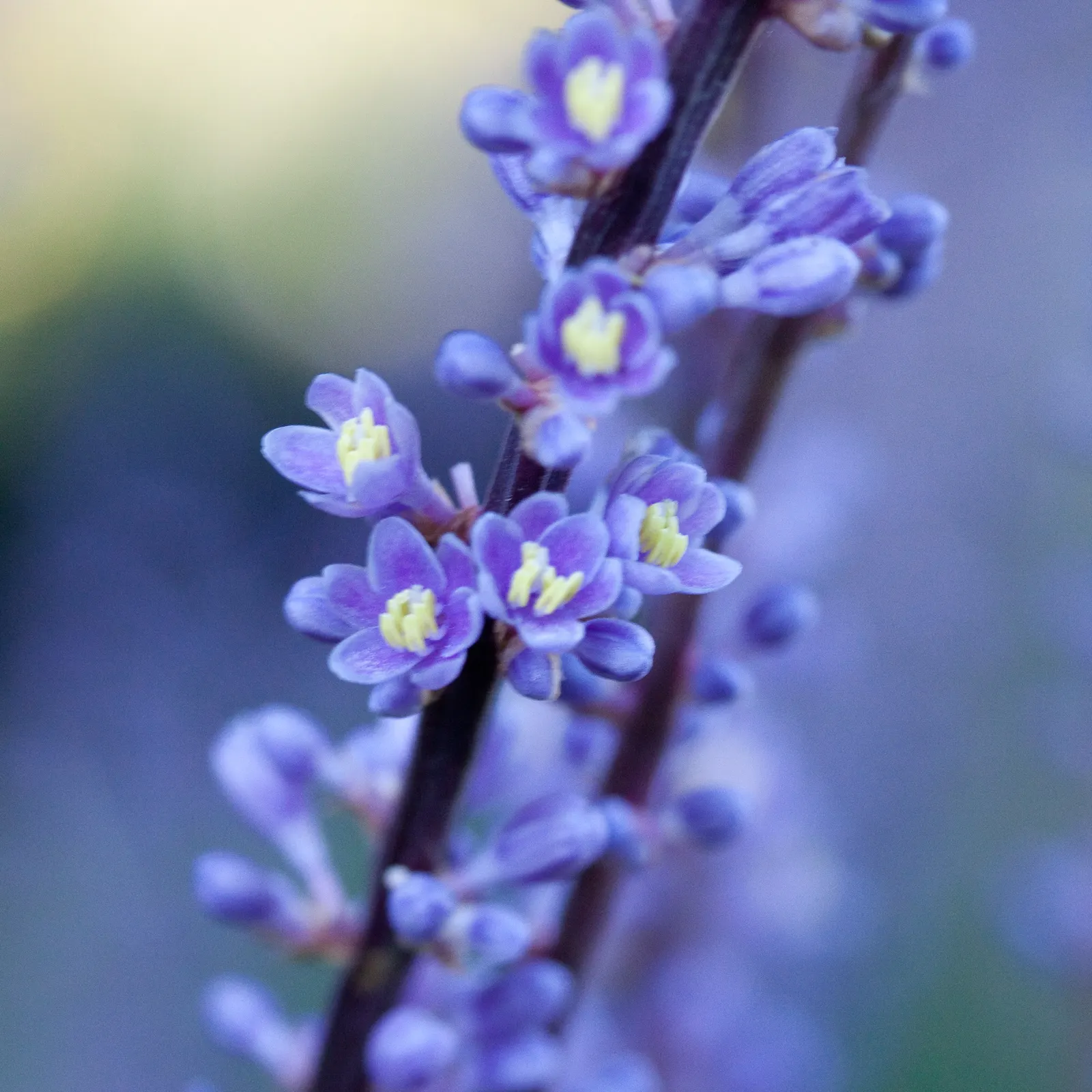 Blue Lily Turf (Liriope Muscari) — with an occasional trim in late winter to remove old growth before spring