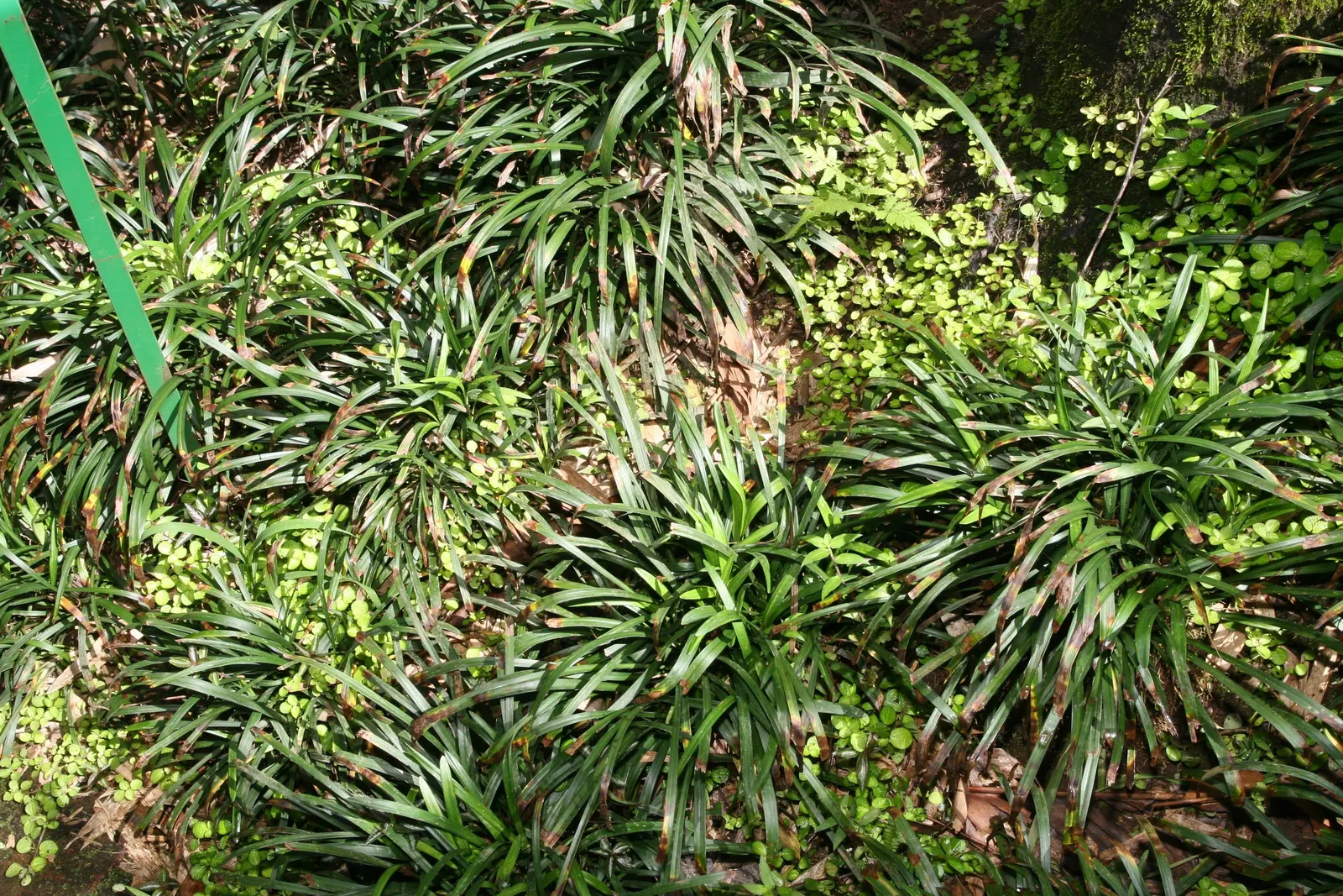 Blue Lily Turf (Liriope Muscari) — Blue Lily Turf, or Liriope muscari, is a versatile, clump-forming perennial; this evergreen is hardy in USDA, image 70