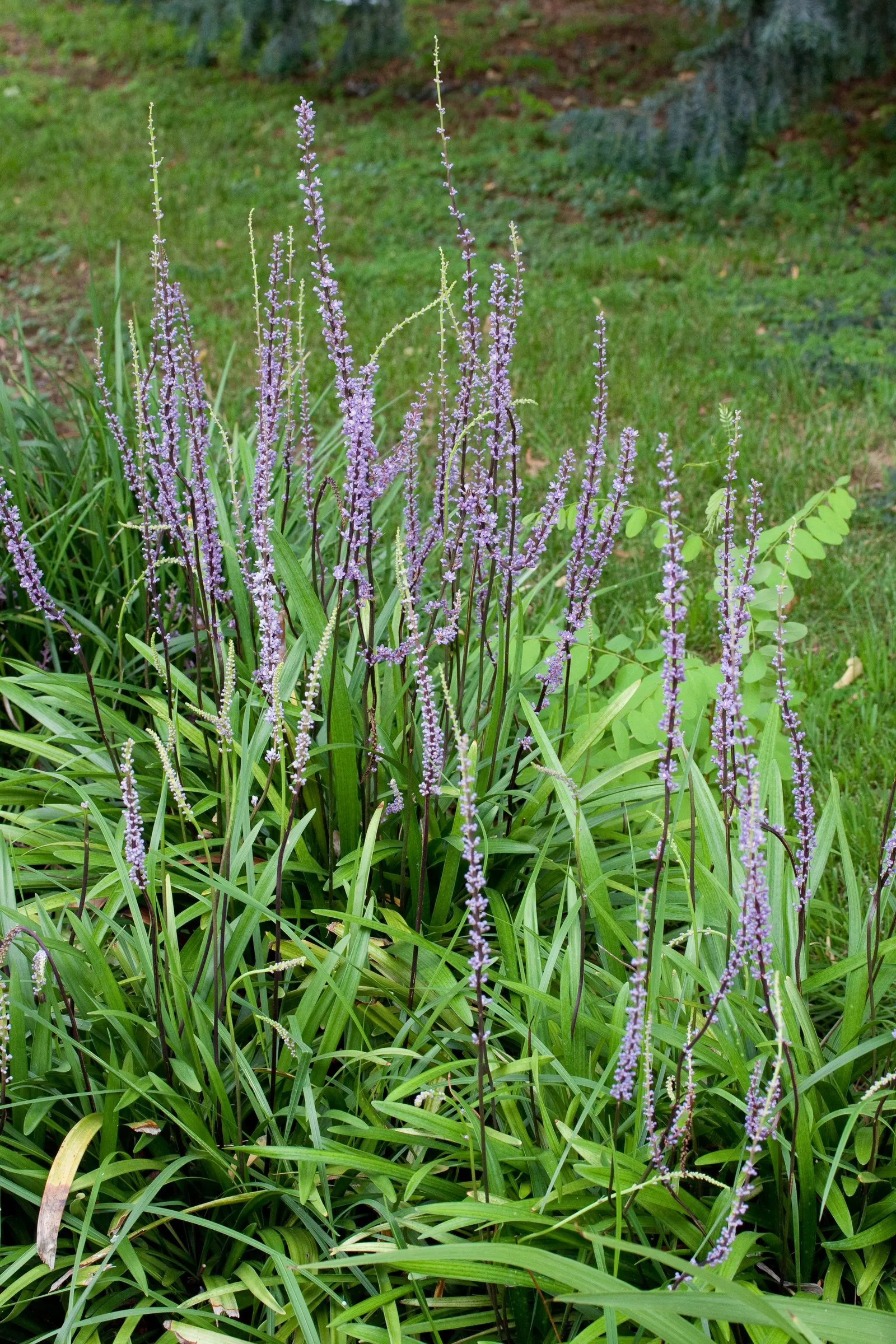 Blue Lily Turf (Liriope Muscari) — In late summer, it blooms with attractive, violet-purple spikes; it tolerates both full sun and partial shade, image 72