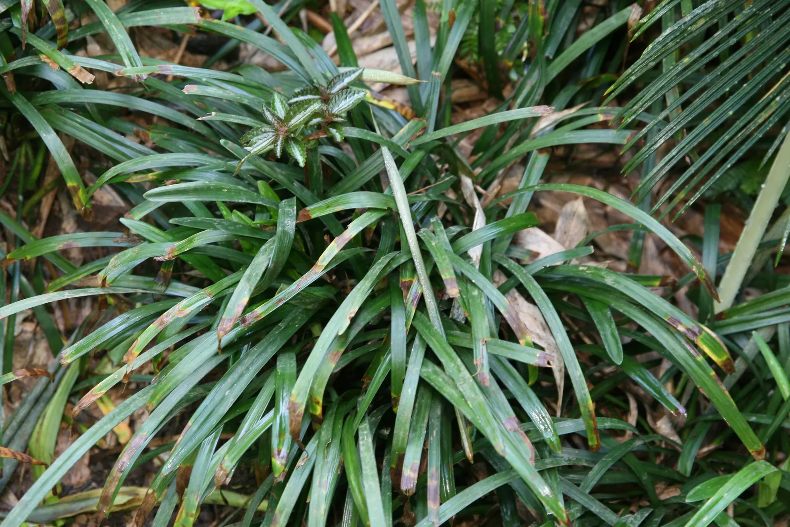 Blue Lily Turf (Liriope Muscari) — This evergreen is hardy in USDA zones 5 through 10 and excels in partial to full shade; it features lush, image 73