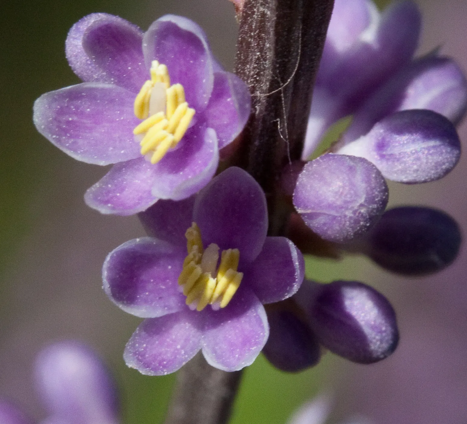 Blue Lily Turf (Liriope Muscari) — Its foliage presents in lush