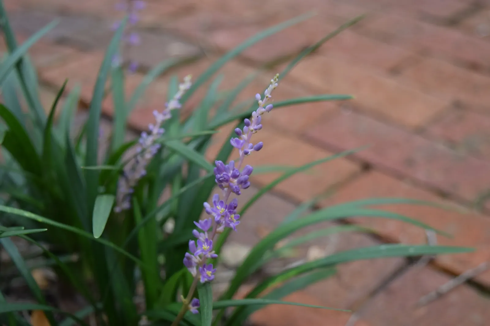 Blue Lily Turf (Liriope Muscari) — shrub for half or shade