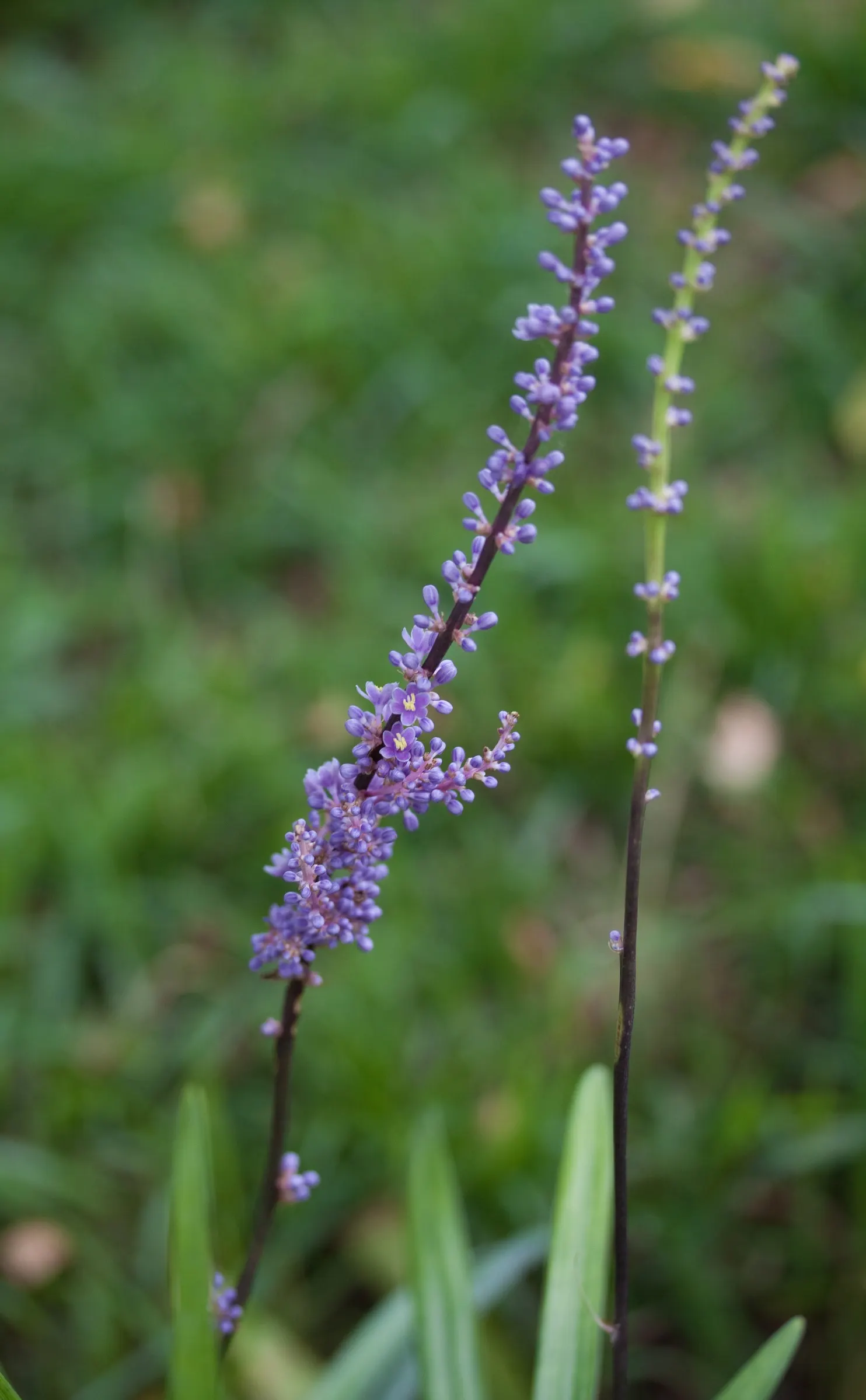 Blue Lily Turf (Liriope Muscari) — scientifically known as Liriope muscari; extending its interest into the winter months.<br><br>Hardy to USDA, image 52