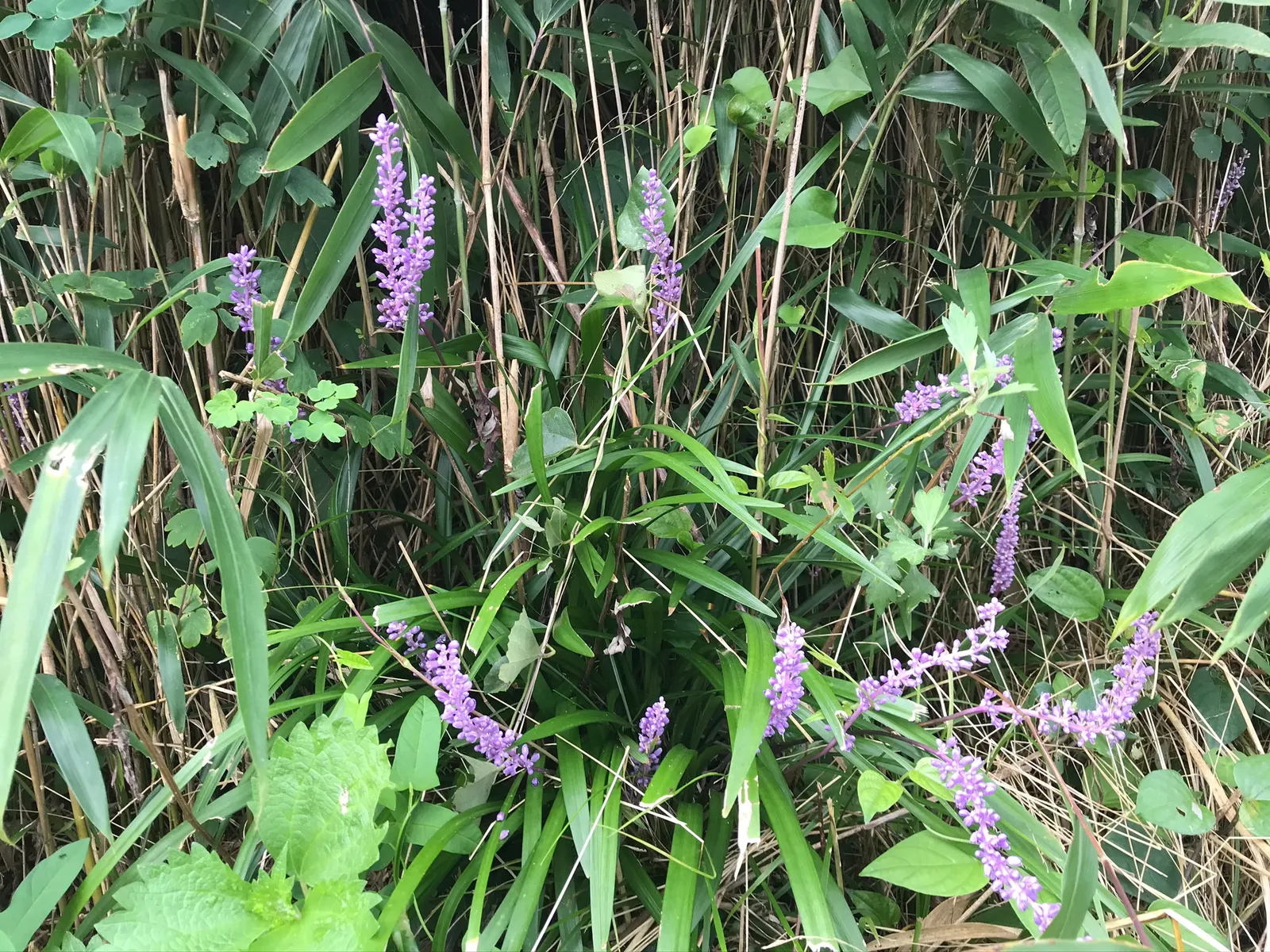 Blue Lily Turf (Liriope Muscari) — violet-purple flowers which stand above the foliage at around 6 to 8 inches tall; blue Lily Turf requires, image 82