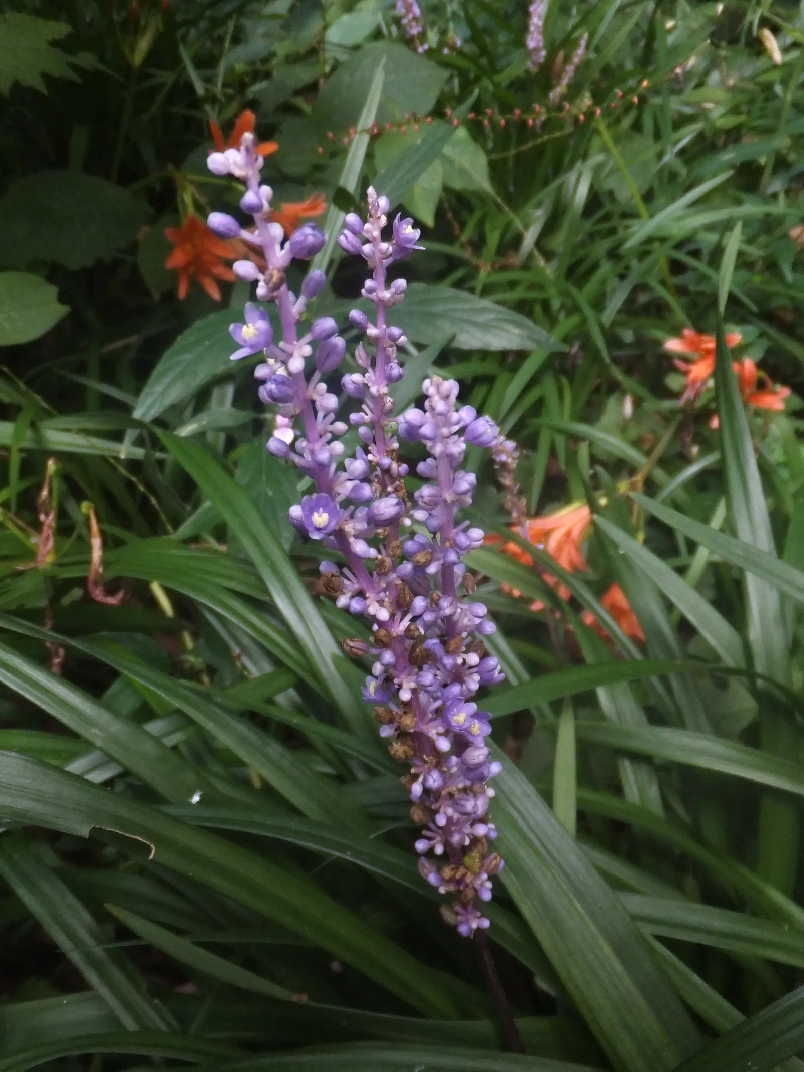Blue Lily Turf (Liriope Muscari) — Blue Lily Turf requires minimal care once established