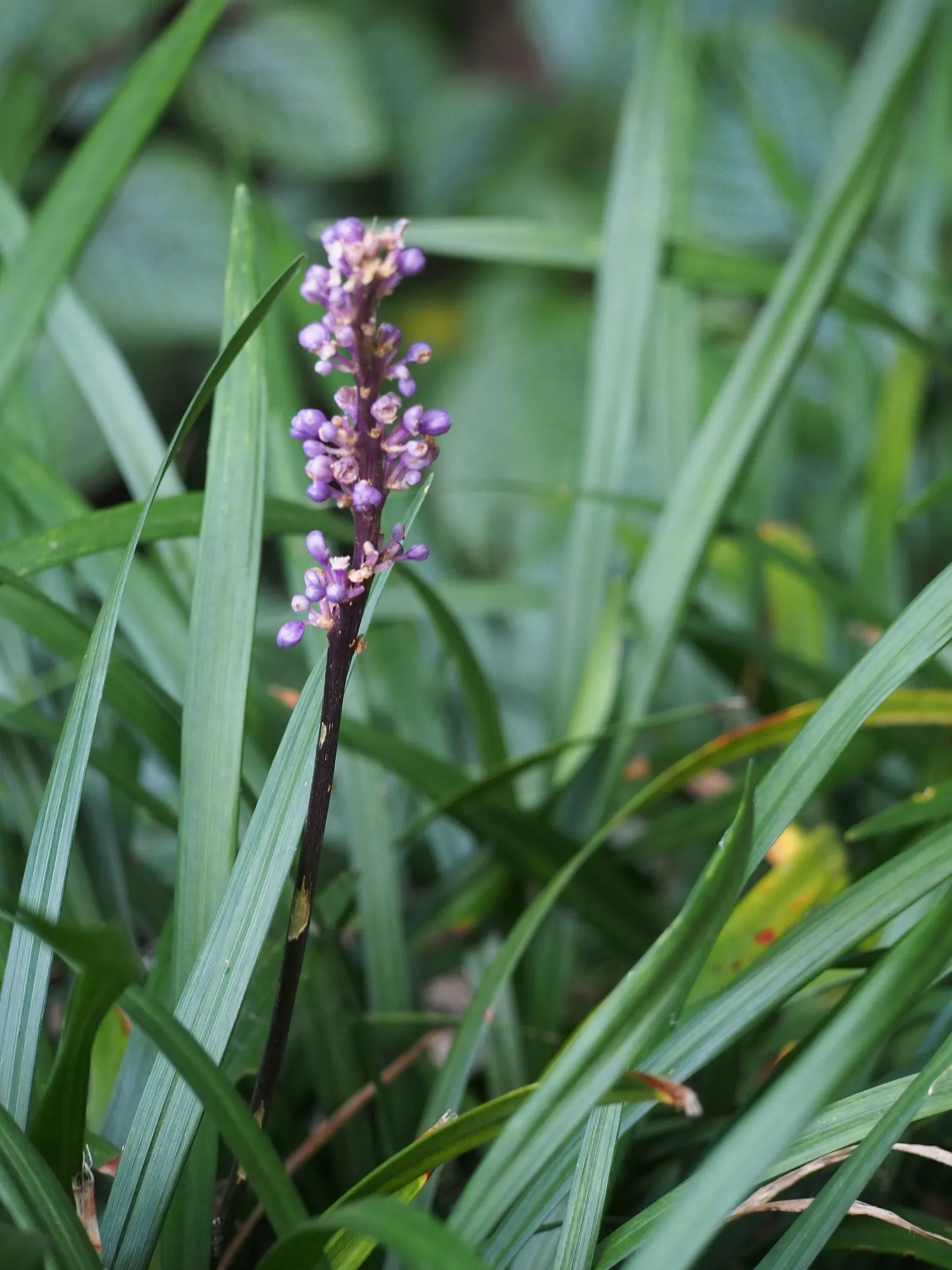 Blue Lily Turf (Liriope Muscari) — blue flowers in the garden