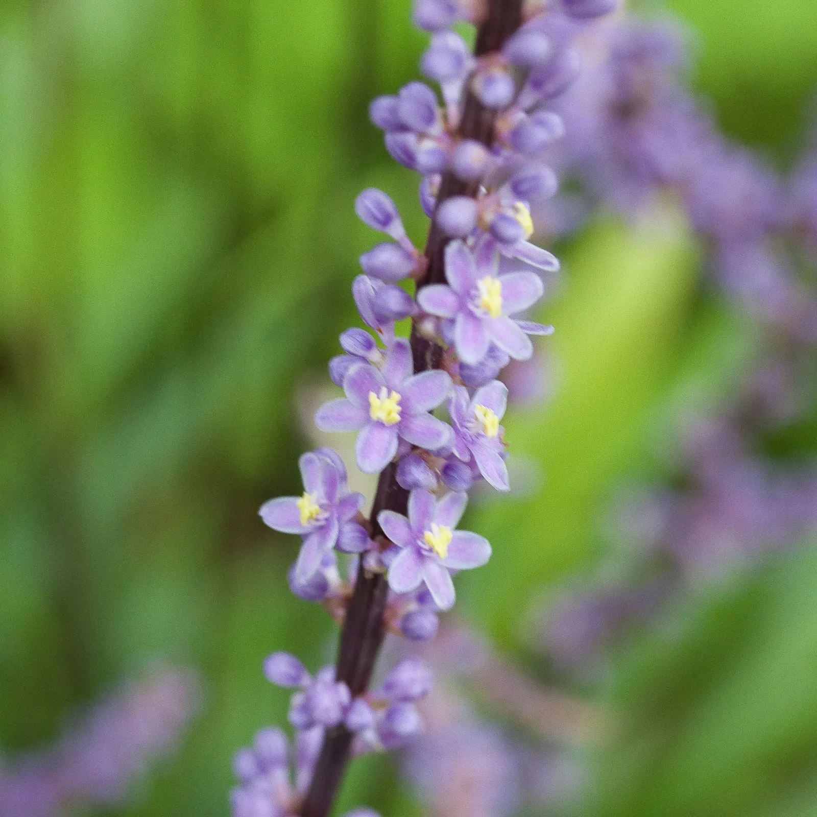 Blue Lily Turf (Liriope Muscari) — injecting a subtle splash of color into the landscape and attracting beneficial pollinators