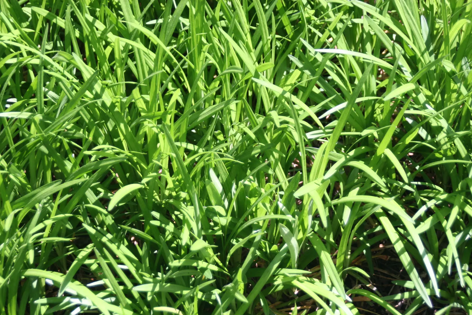 Blue Lily Turf (Liriope Muscari) — violet-purple flowers which stand above the foliage at around 6 to 8 inches tall