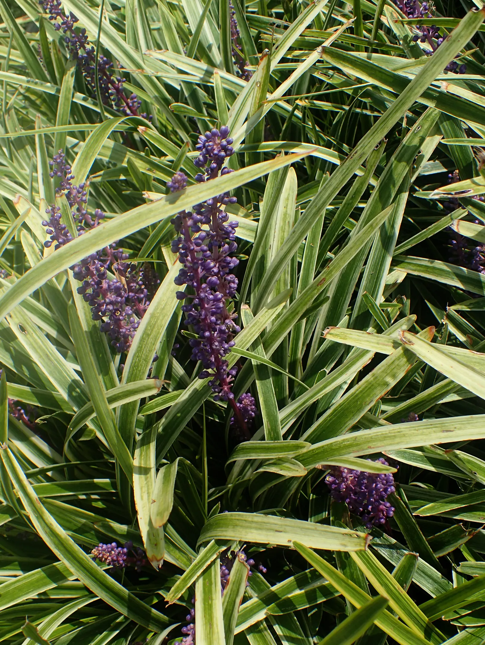 Blue Lily Turf (Liriope Muscari) — making it perfect for creating dense