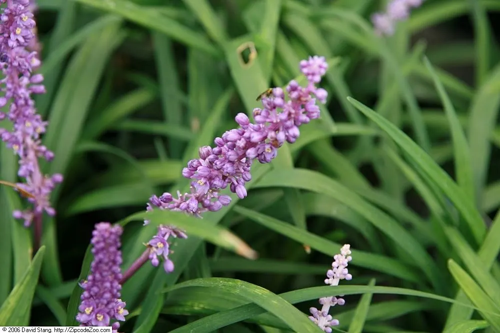 Blue Lily Turf (Liriope Muscari) — In late summer, it blooms with attractive, violet-purple spikes