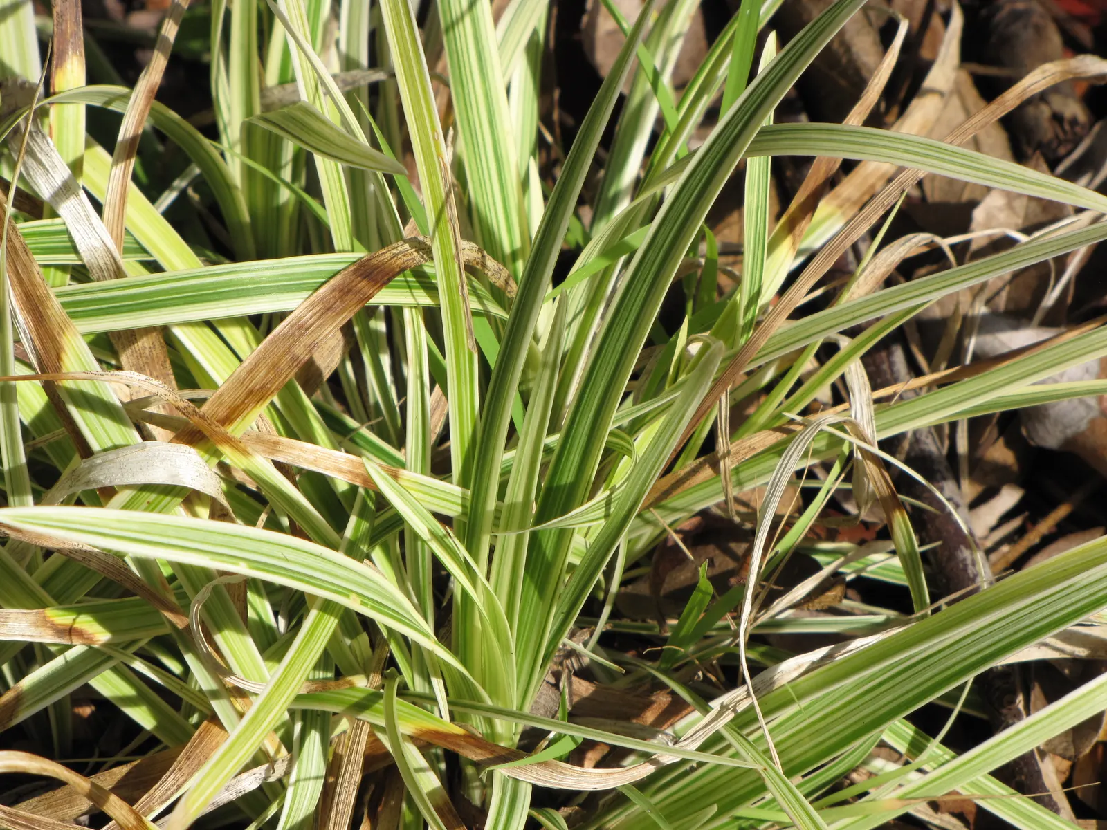 Blue Lily Turf (Liriope Muscari) — Ideal for borders and groundcover, it tolerates drought and competes well with tree roots once established; making it