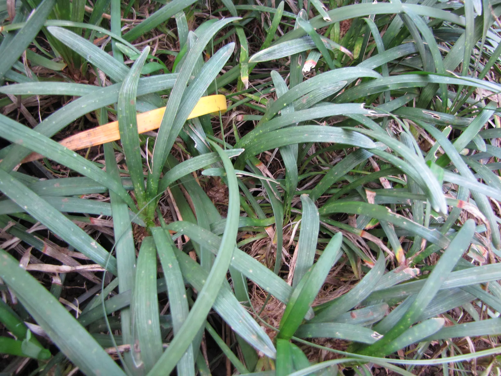 Blue Lily Turf (Liriope Muscari) — extending its interest into the winter months.<br><br>Hardy to USDA zones 5 to 10; liriope muscari thrives in a, image 62