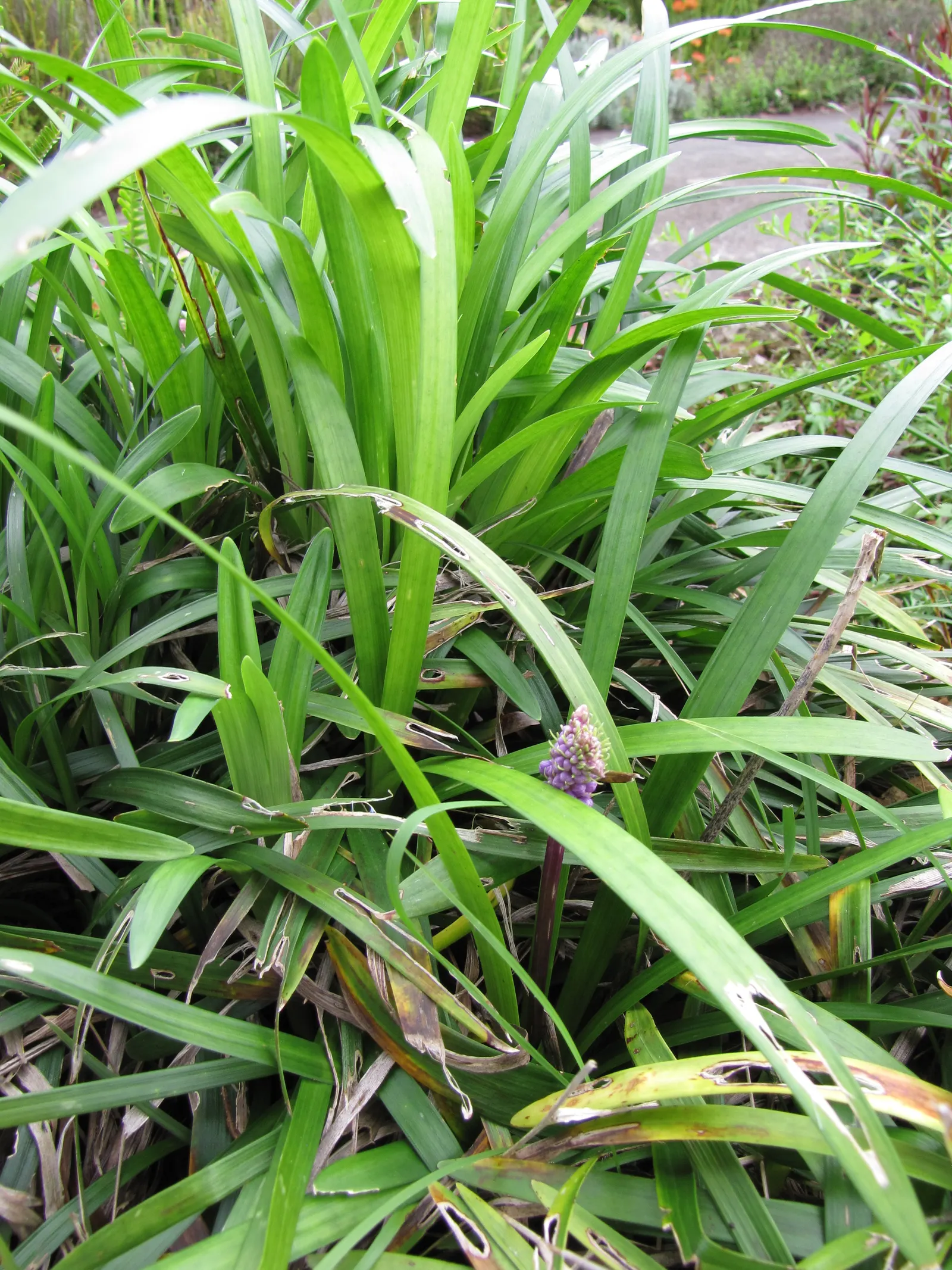 Blue Lily Turf (Liriope Muscari) — Blue Lily Turf, or Liriope muscari, is a versatile, clump-forming perennial; this evergreen is hardy in USDA zones 5 through