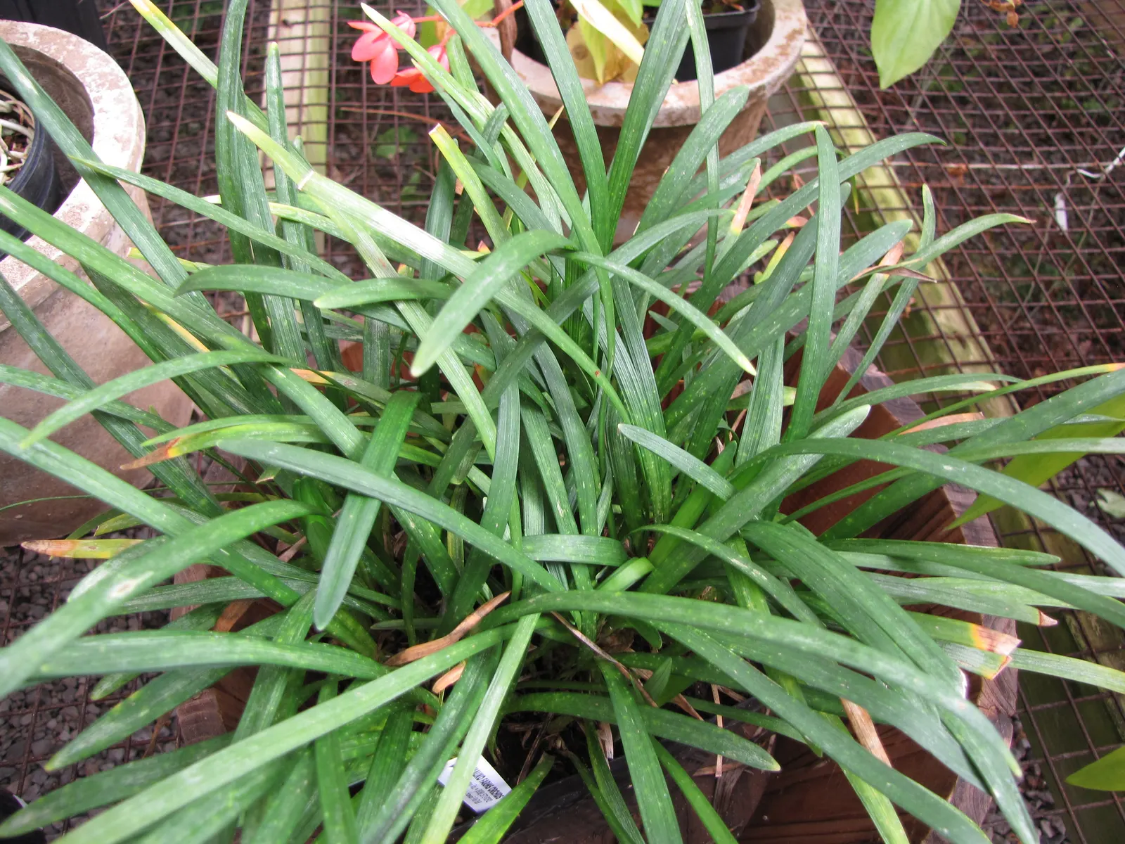 Blue Lily Turf (Liriope Muscari) — This sturdy plant typically reaches a height of 12 to 18 inches and spreads out to a similar width; grass-like perennial