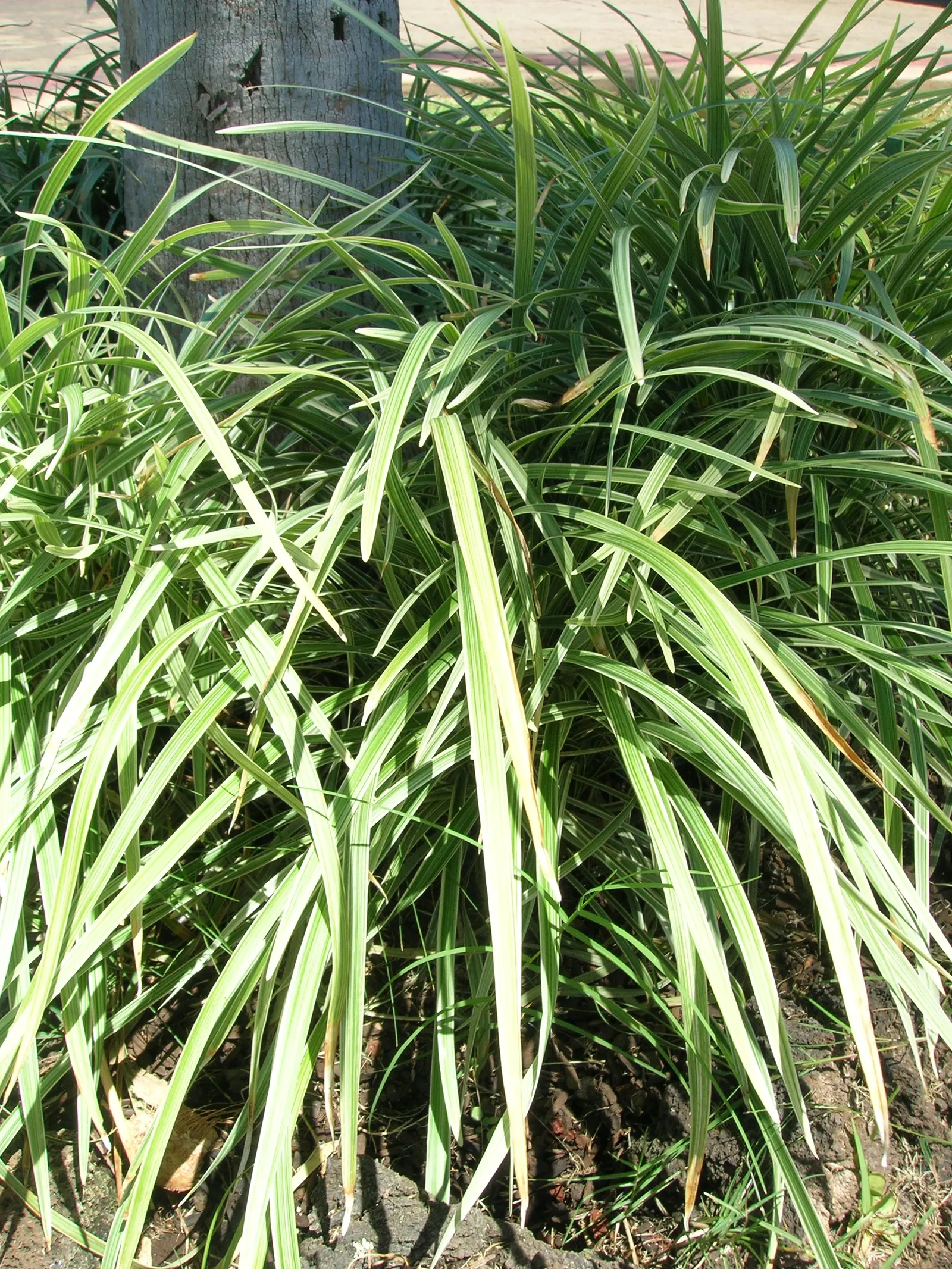 Blue Lily Turf (Liriope Muscari) — It features lush, grass-like foliage, reaching 12-18 inches in height; dark green blades that measure about 1/4, image 48