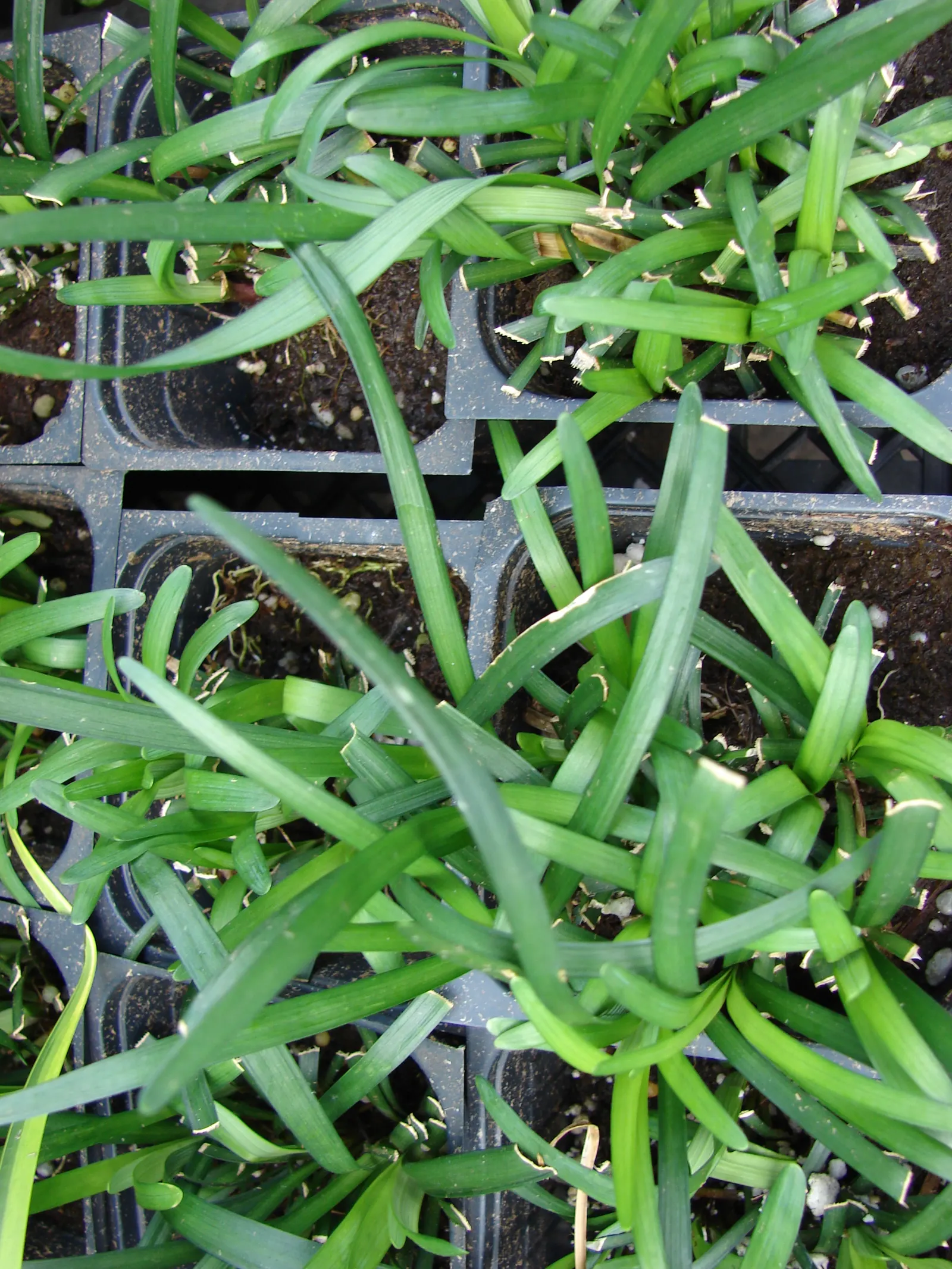 Blue Lily Turf (Liriope Muscari) — Liriope muscari thrives in a wide range of soil conditions but prefers moderately moist; blue Lily Turf, or, image 63