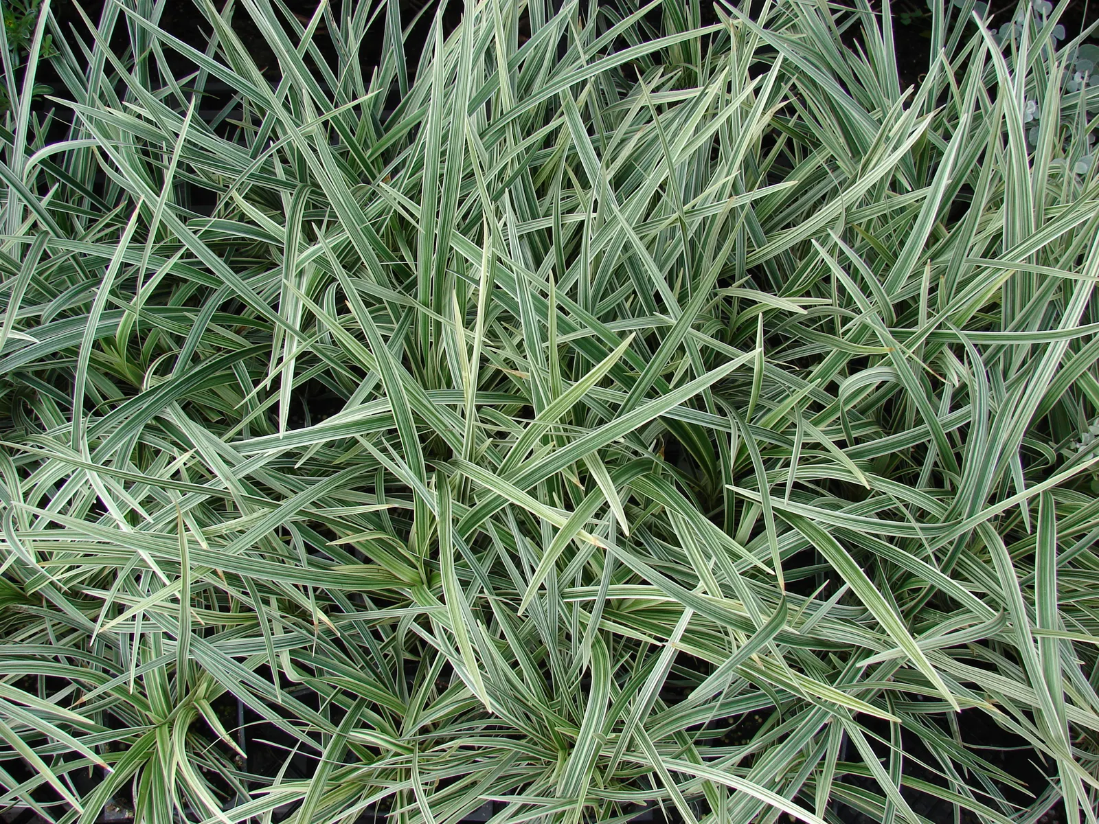 Blue Lily Turf (Liriope Muscari) — Blue Lily Turf requires minimal care once established; the plant yields nearly black berries