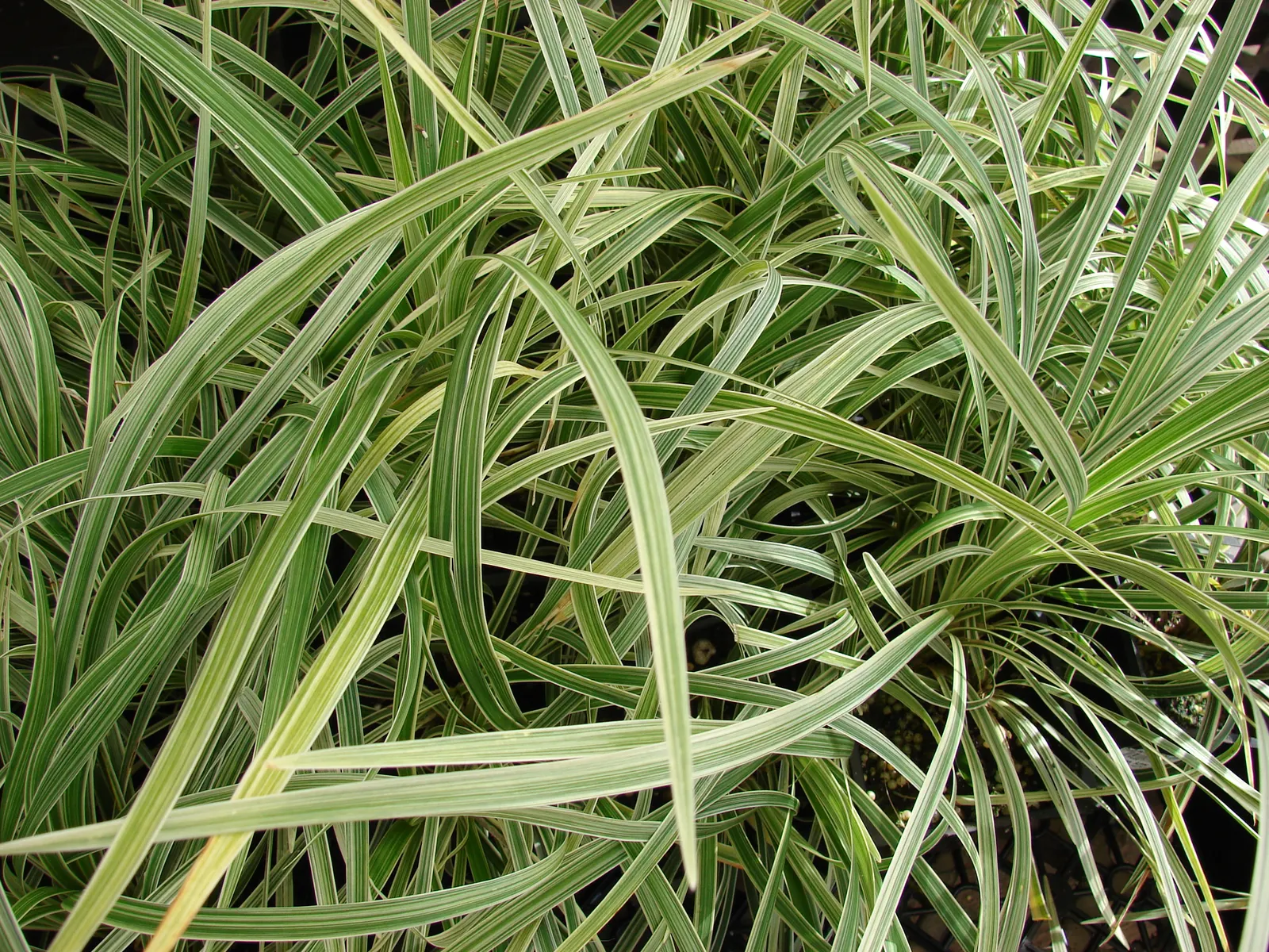 Blue Lily Turf (Liriope Muscari) — adding a fine-textured element to garden compositions.<br><br>As the summer gives way to fall, image 58