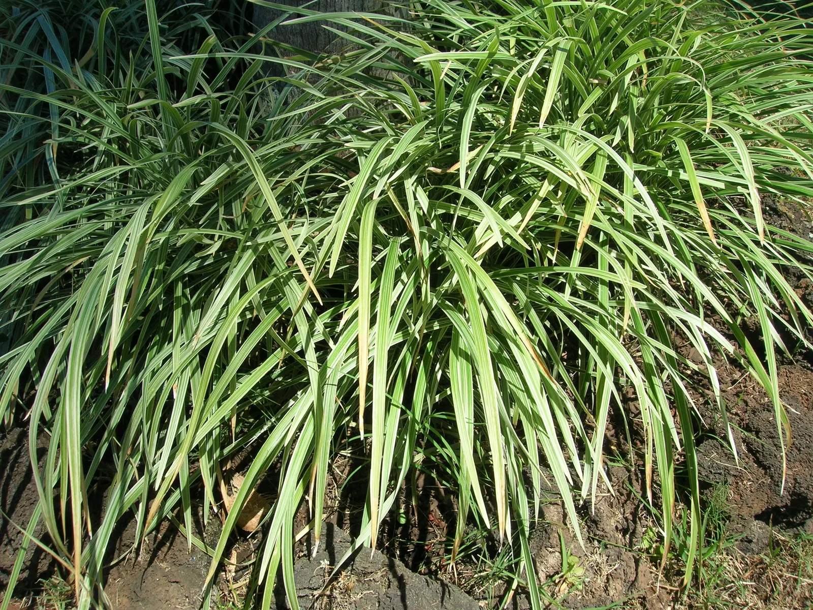 Blue Lily Turf (Liriope Muscari) — making it perfect for creating dense; injecting a subtle splash of color into the landscape and attracting, image 55