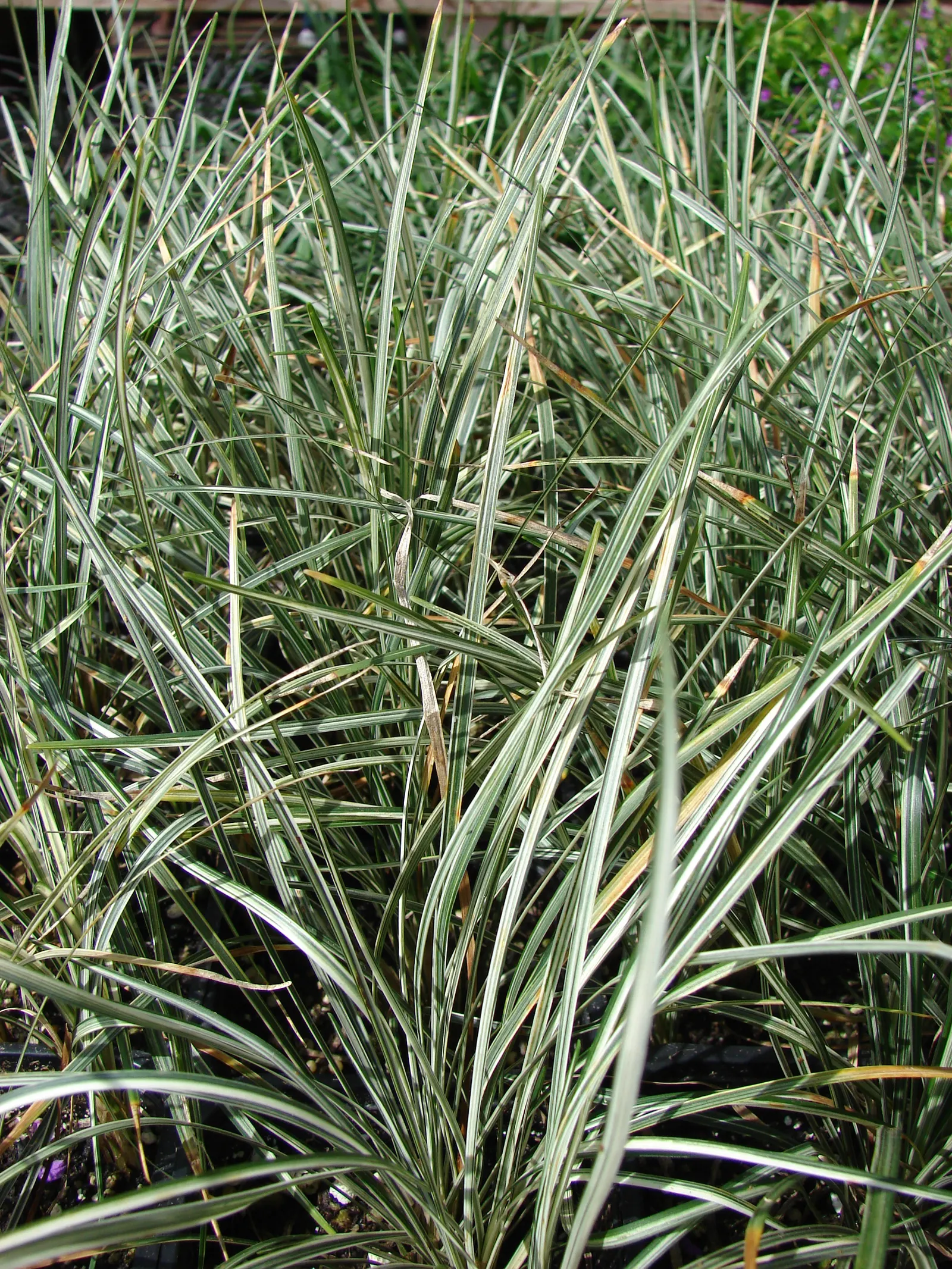 Blue Lily Turf (Liriope Muscari) — making it perfect for creating dense; injecting a subtle splash of color into the landscape and attracting beneficial