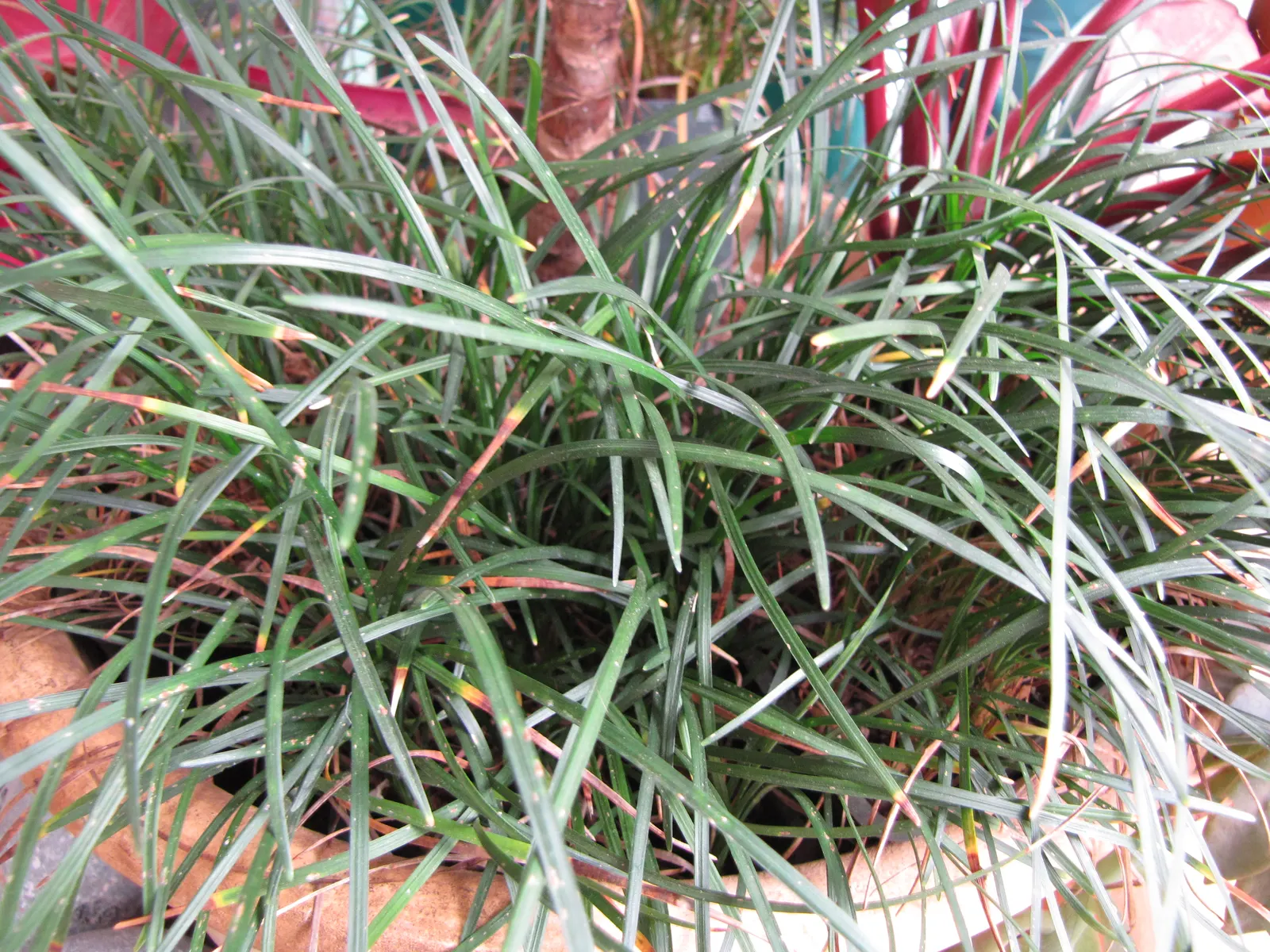 Blue Lily Turf (Liriope Muscari) — blue flowers in the garden; scientifically known as Liriope muscari