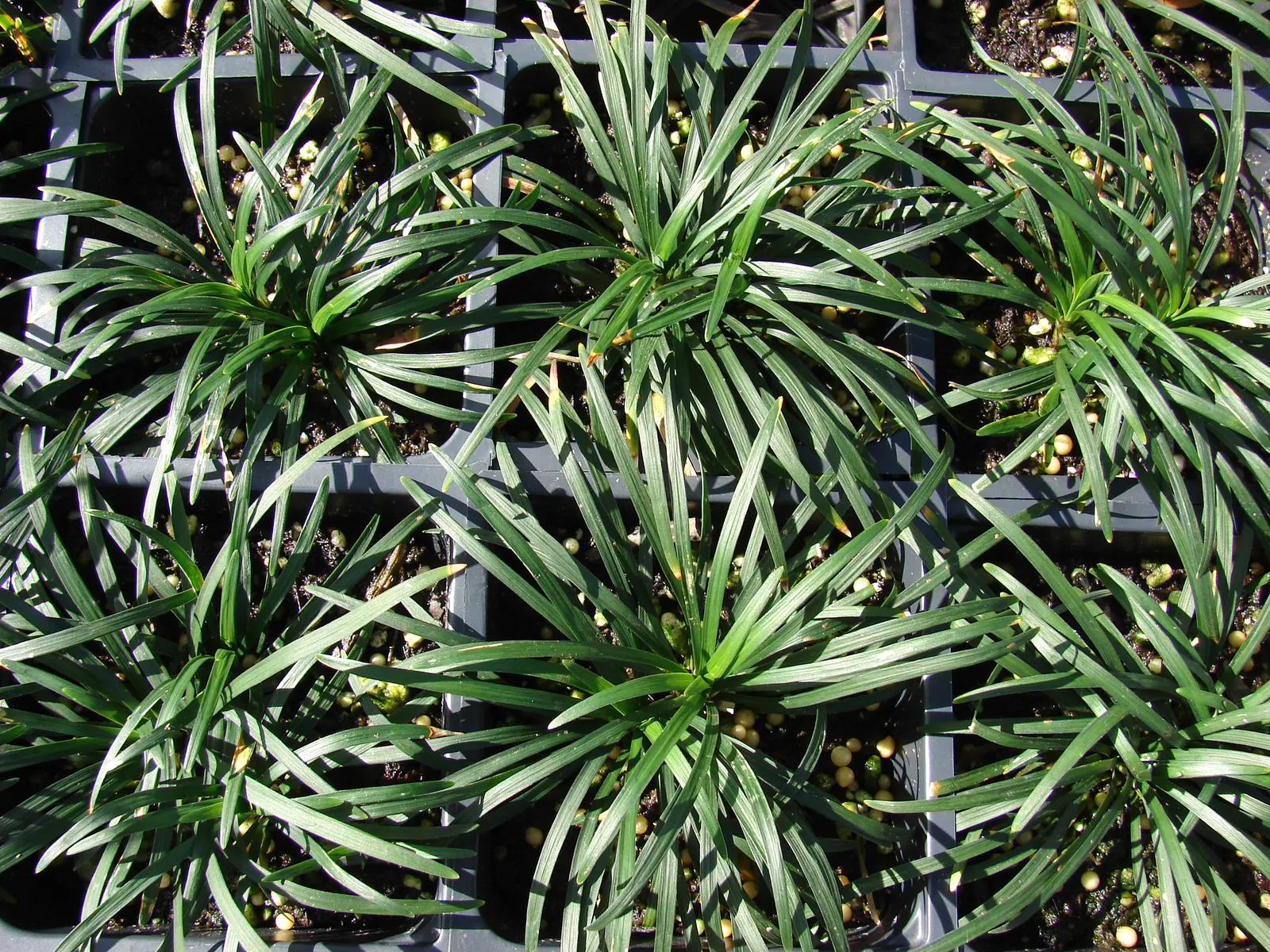 Blue Lily Turf (Liriope Muscari) — Its foliage presents in lush; blue flowers in the garden, image 56