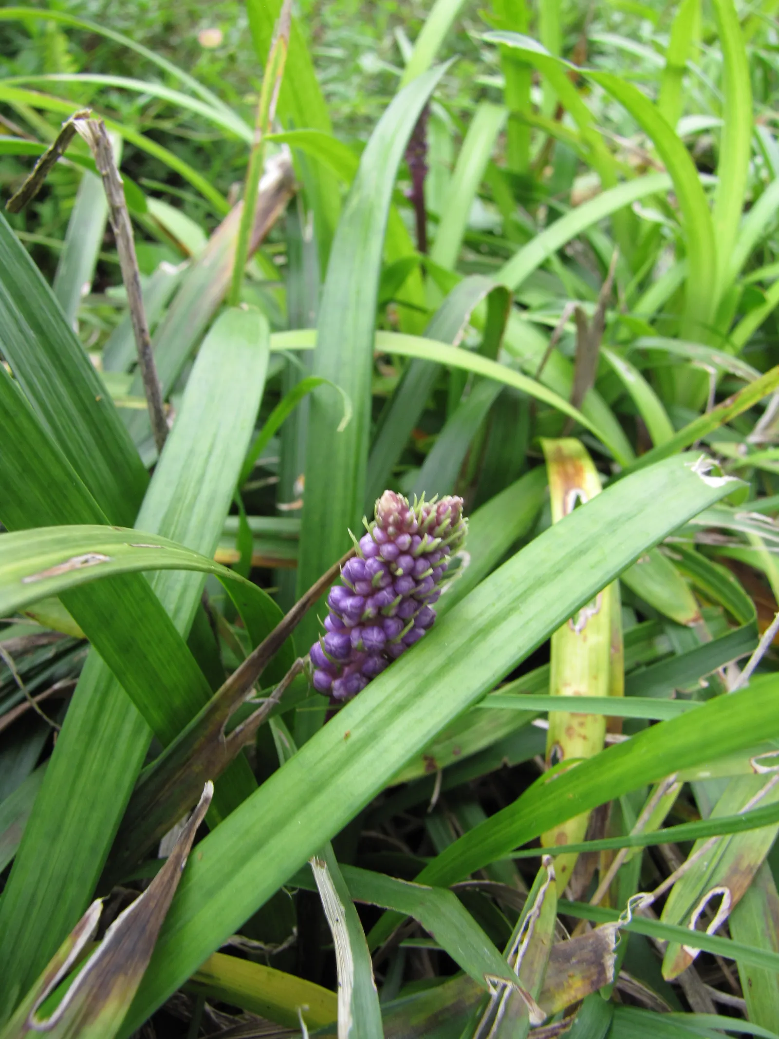 Blue Lily Turf (Liriope Muscari) — adding a fine-textured element to garden compositions.<br><br>As the summer gives way to fall, image 35
