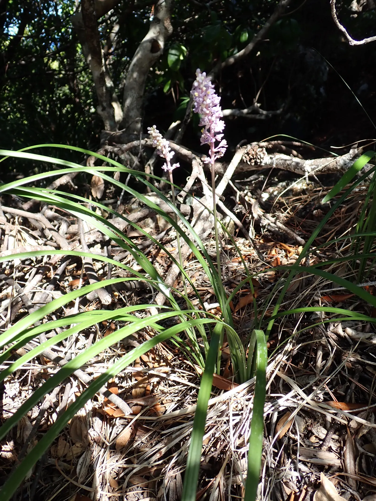 Blue Lily Turf (Liriope Muscari) — Blue Lily Turf requires minimal care once established; the plant yields nearly black berries, image 65