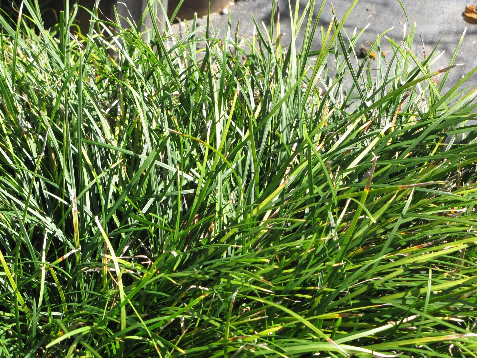 Blue Lily Turf (Liriope Muscari) — shrub with blue blooms; violet-purple flowers which stand above the foliage at around 6 to 8 inches tall