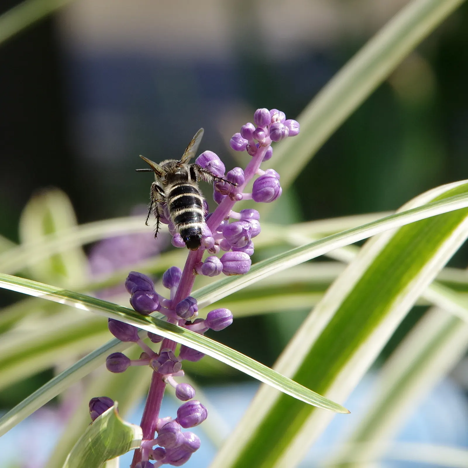 Blue Lily Turf (Liriope Muscari) — Liriope muscari thrives in a wide range of soil conditions but prefers moderately moist; blue Lily Turf, or Liriope muscari