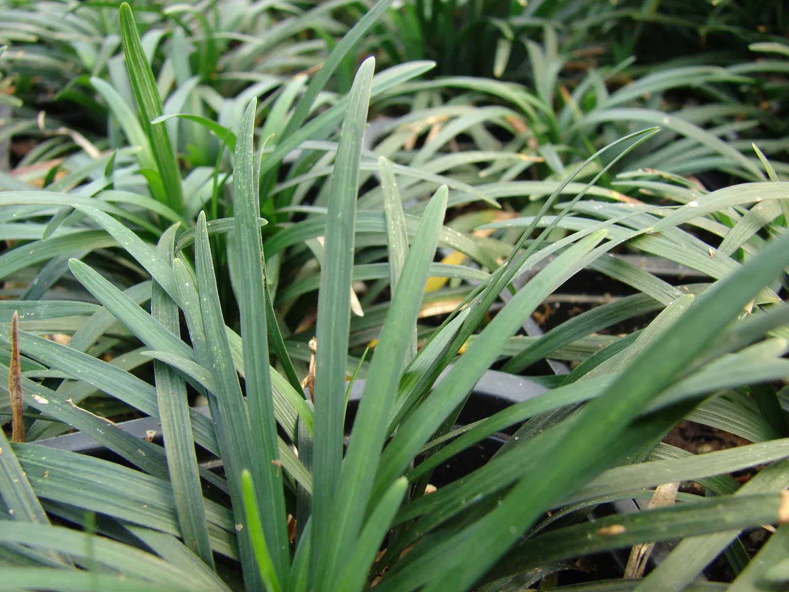 Blue Lily Turf (Liriope Muscari) — It features lush, grass-like foliage, reaching 12-18 inches in height; dark green blades that measure about 1/4 to 1/2 inch
