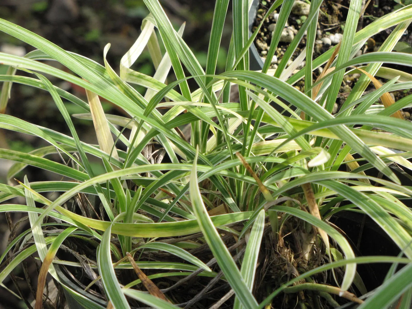 Blue Lily Turf (Liriope Muscari) — injecting a subtle splash of color into the landscape and attracting beneficial pollinators; in late summer, it blooms with