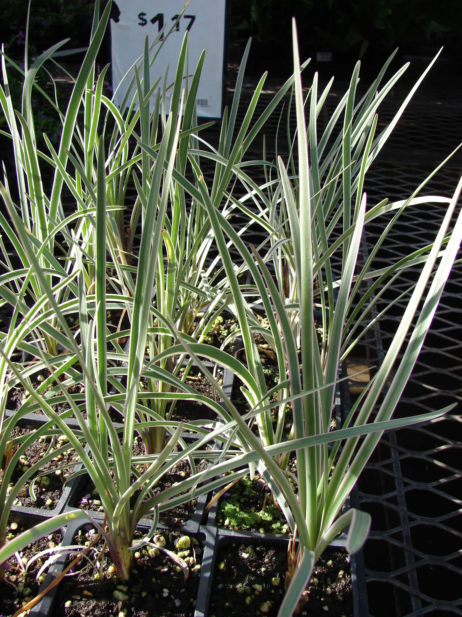 Blue Lily Turf (Liriope Muscari) — scientifically known as Liriope muscari; extending its interest into the winter months.<br><br>Hardy to USDA zones 5 to 10