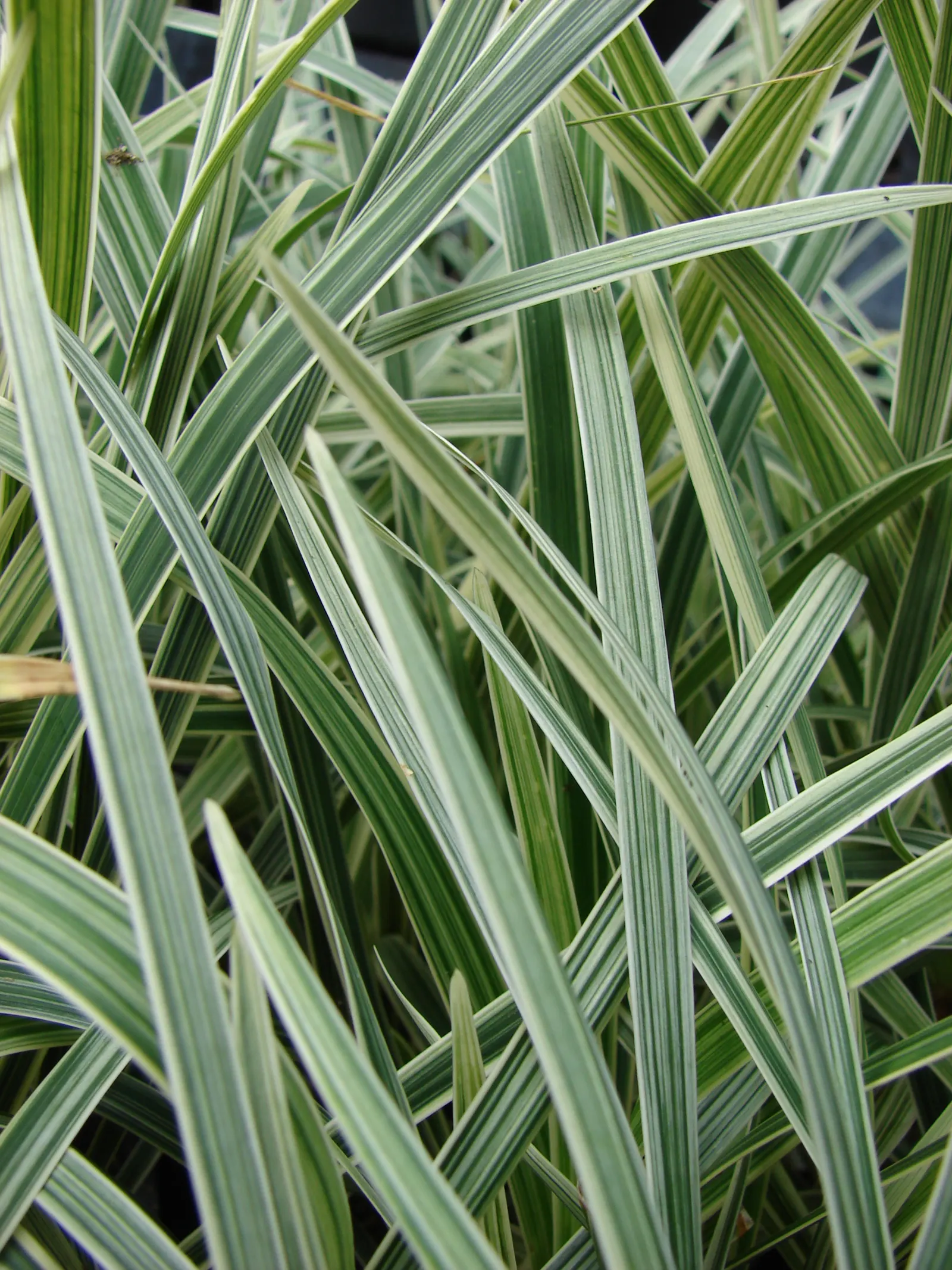 Blue Lily Turf (Liriope Muscari) — with an occasional trim in late winter to remove old growth before spring; shrub with blue blooms