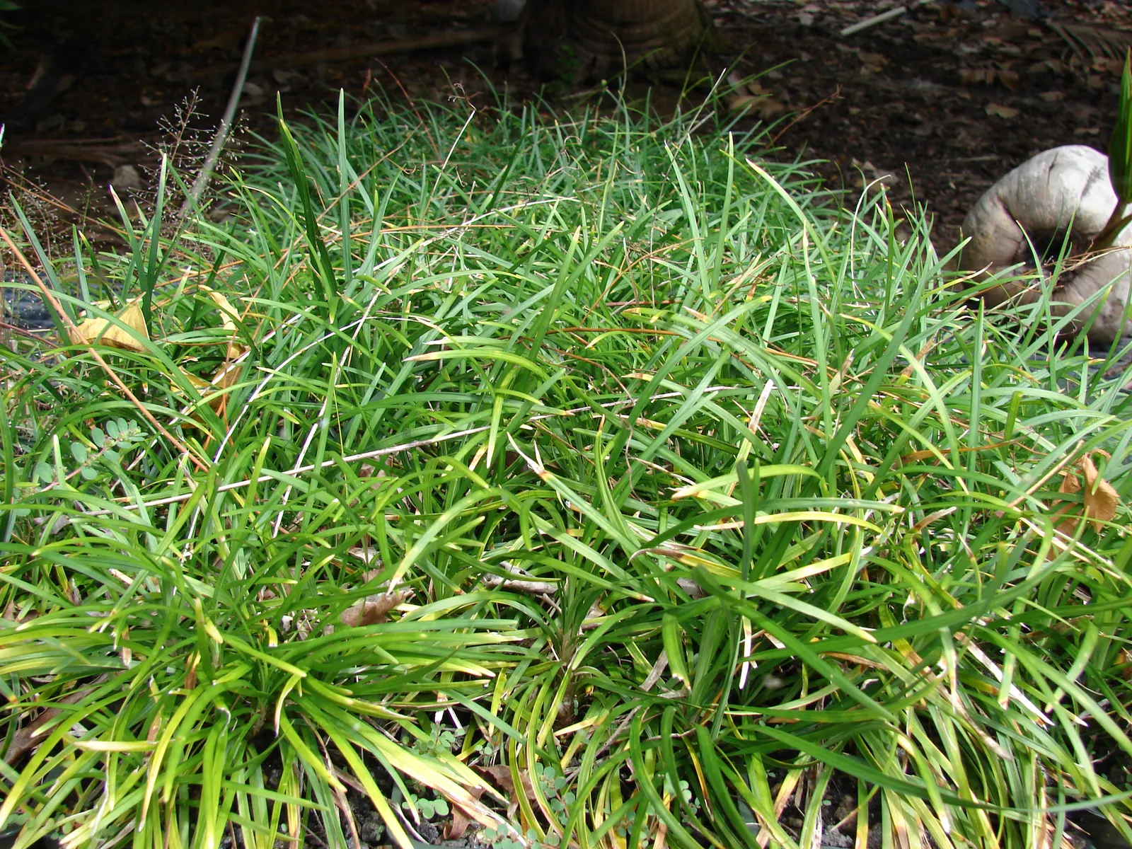 Blue Lily Turf (Liriope Muscari) — Blue Lily Turf, or Liriope muscari, is a versatile, clump-forming perennial; this evergreen is hardy in USDA, image 47