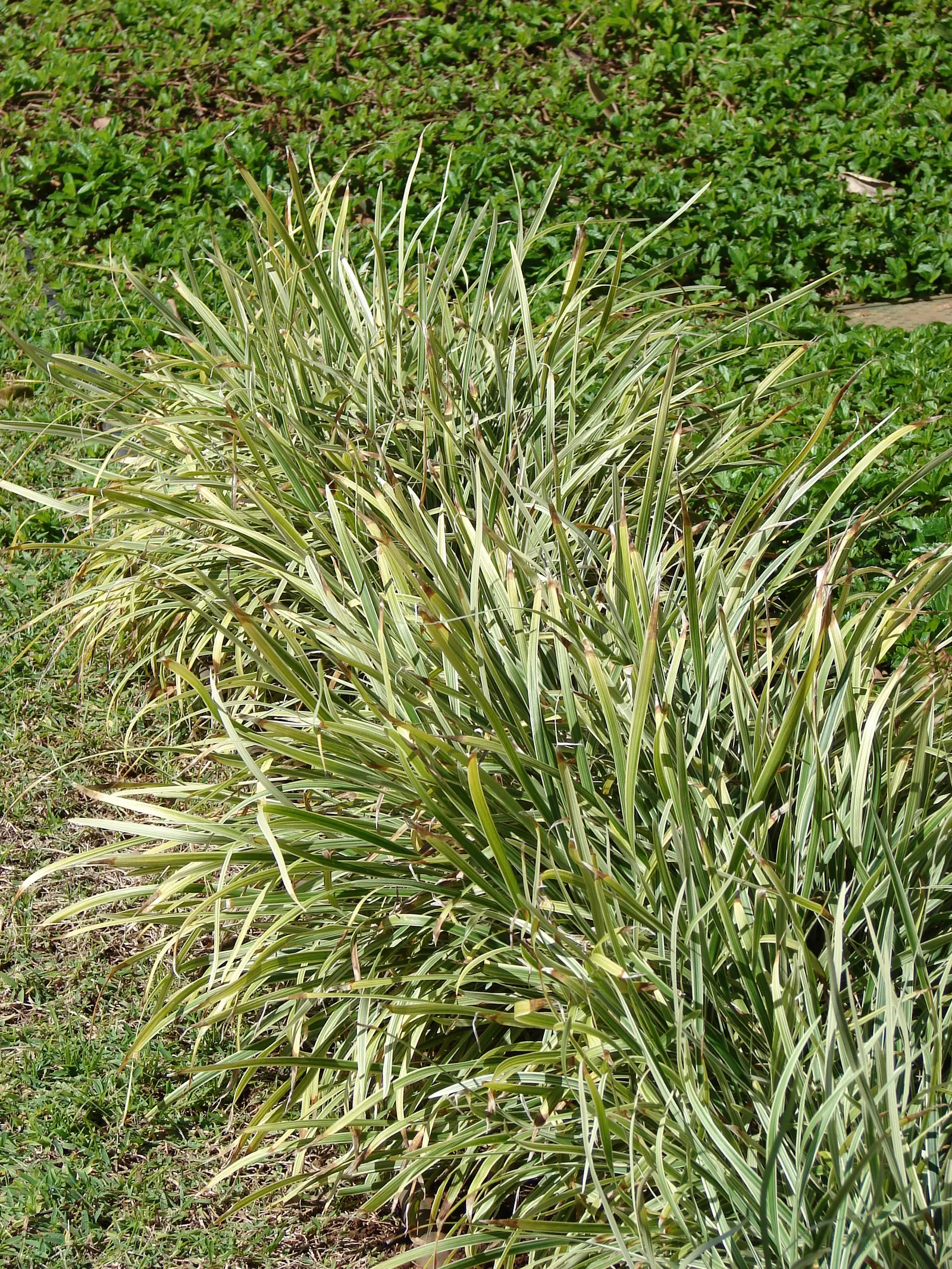 Blue Lily Turf (Liriope Muscari) — Its foliage presents in lush; blue flowers in the garden