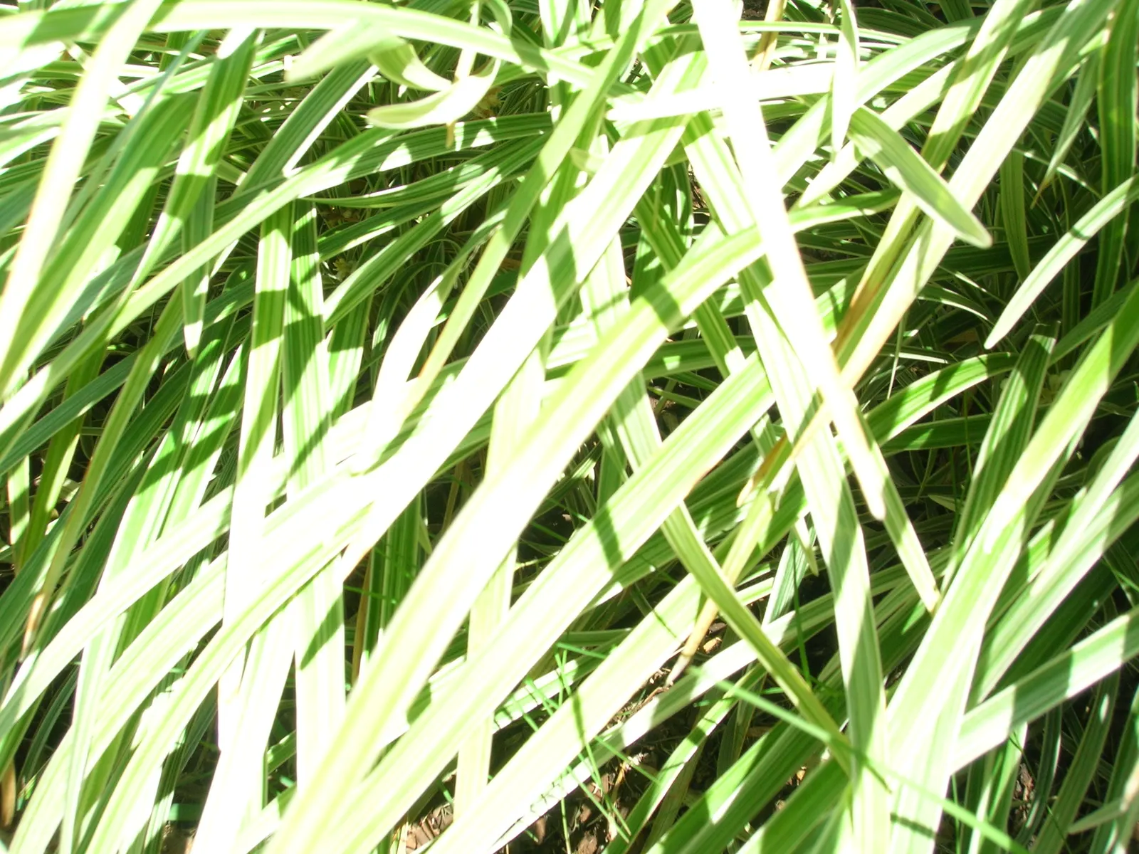 Blue Lily Turf (Liriope Muscari) — shrub for half or shade; with an occasional trim in late winter to remove old growth before spring