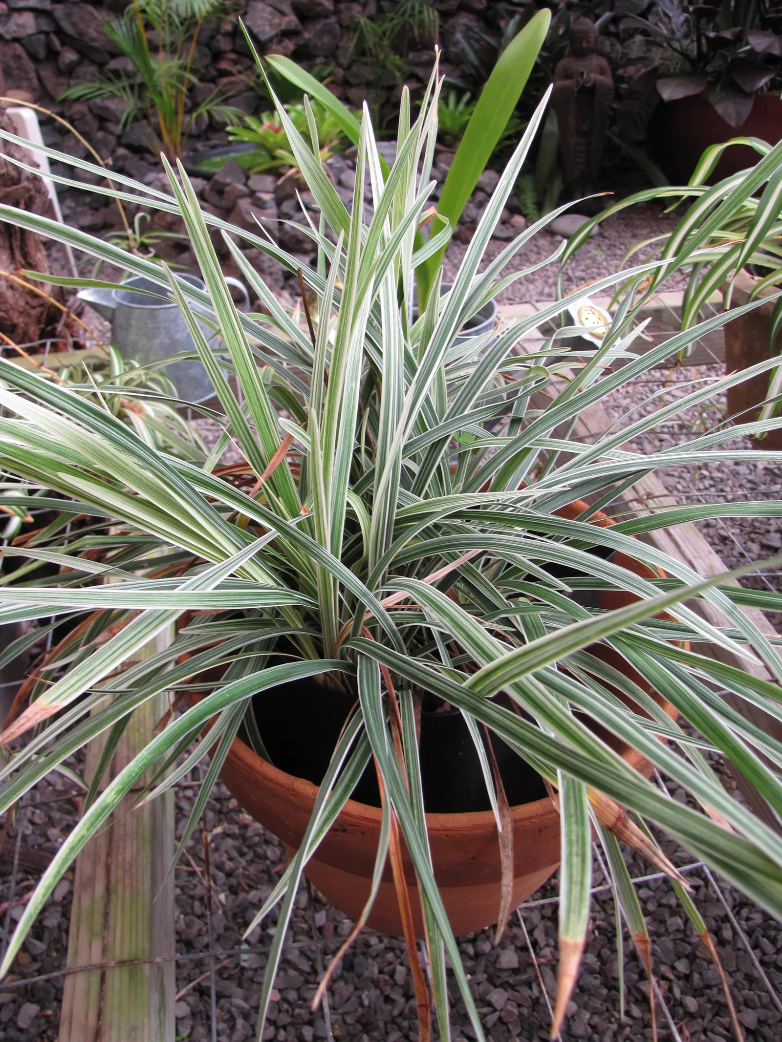 Blue Lily Turf (Liriope Muscari) — This evergreen is hardy in USDA zones 5 through 10 and excels in partial to full shade; it features lush, grass-like