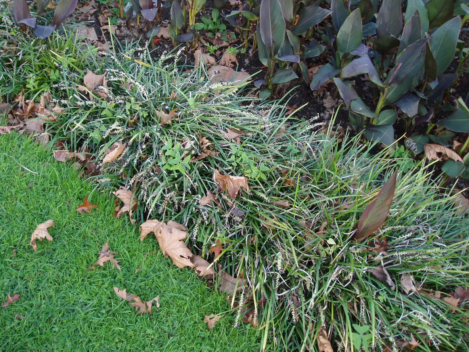 Blue Lily Turf (Liriope Muscari) — It tolerates both full sun and partial shade, though in hotter regions, shade in the afternoon is recommended, image 64