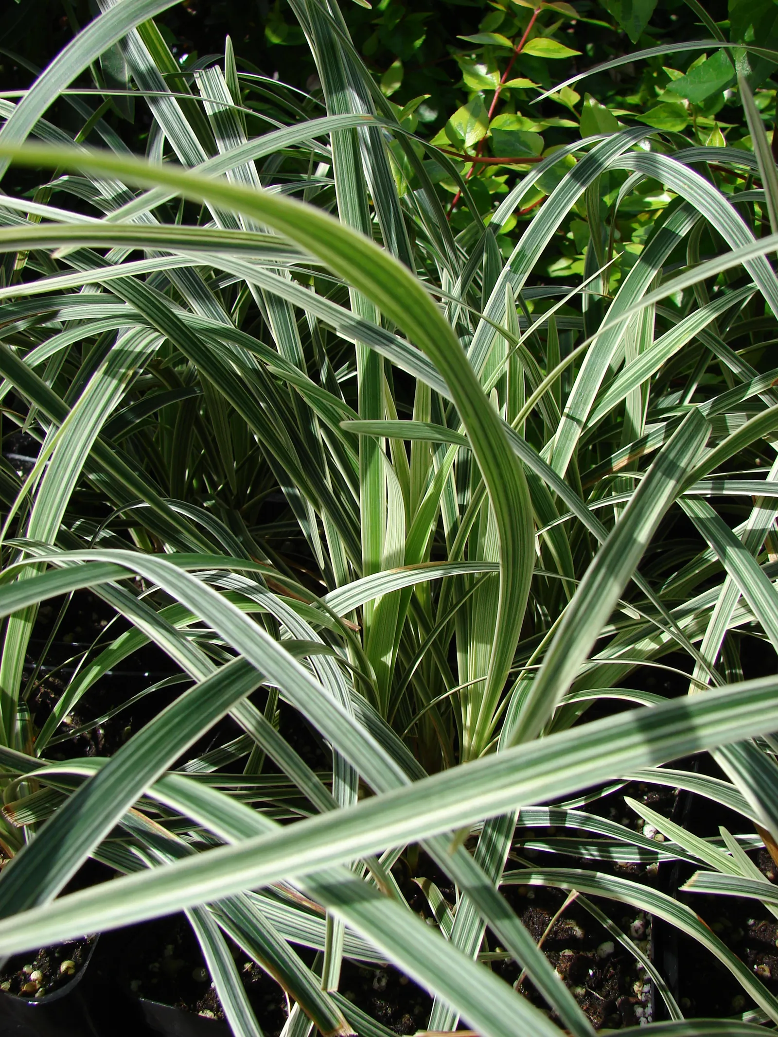 Blue Lily Turf (Liriope Muscari) — It tolerates both full sun and partial shade, though in hotter regions, shade in the afternoon is recommended; this sturdy