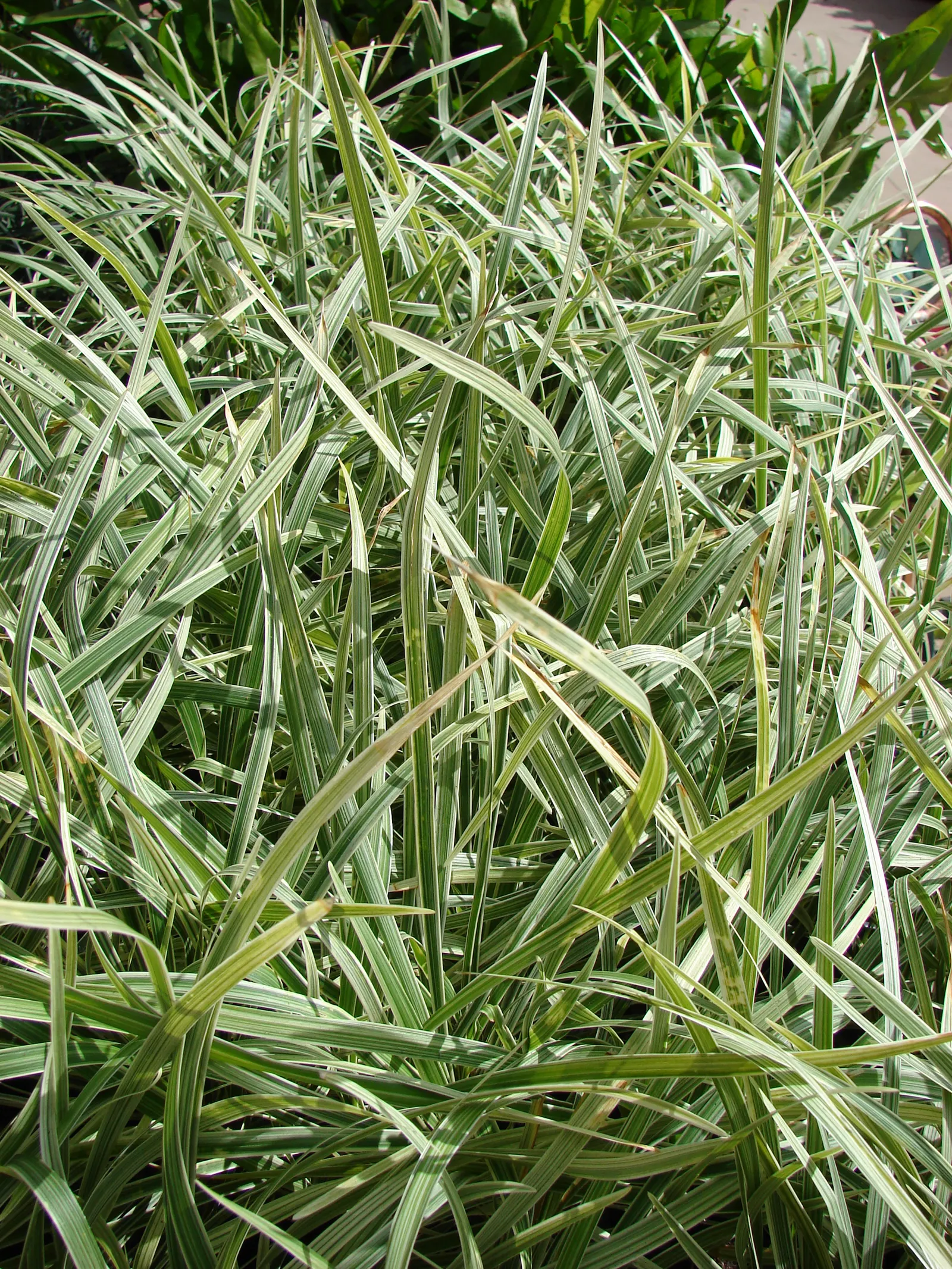 Blue Lily Turf (Liriope Muscari) — grass-like perennial that offers both aesthetic appeal and practicality in a landscape design; shrub for half or shade