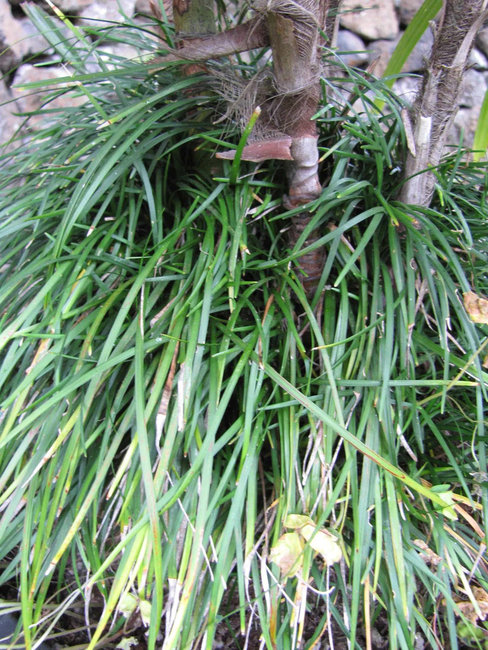 Blue Lily Turf (Liriope Muscari) — violet-purple flowers which stand above the foliage at around 6 to 8 inches tall; blue Lily Turf requires minimal care once