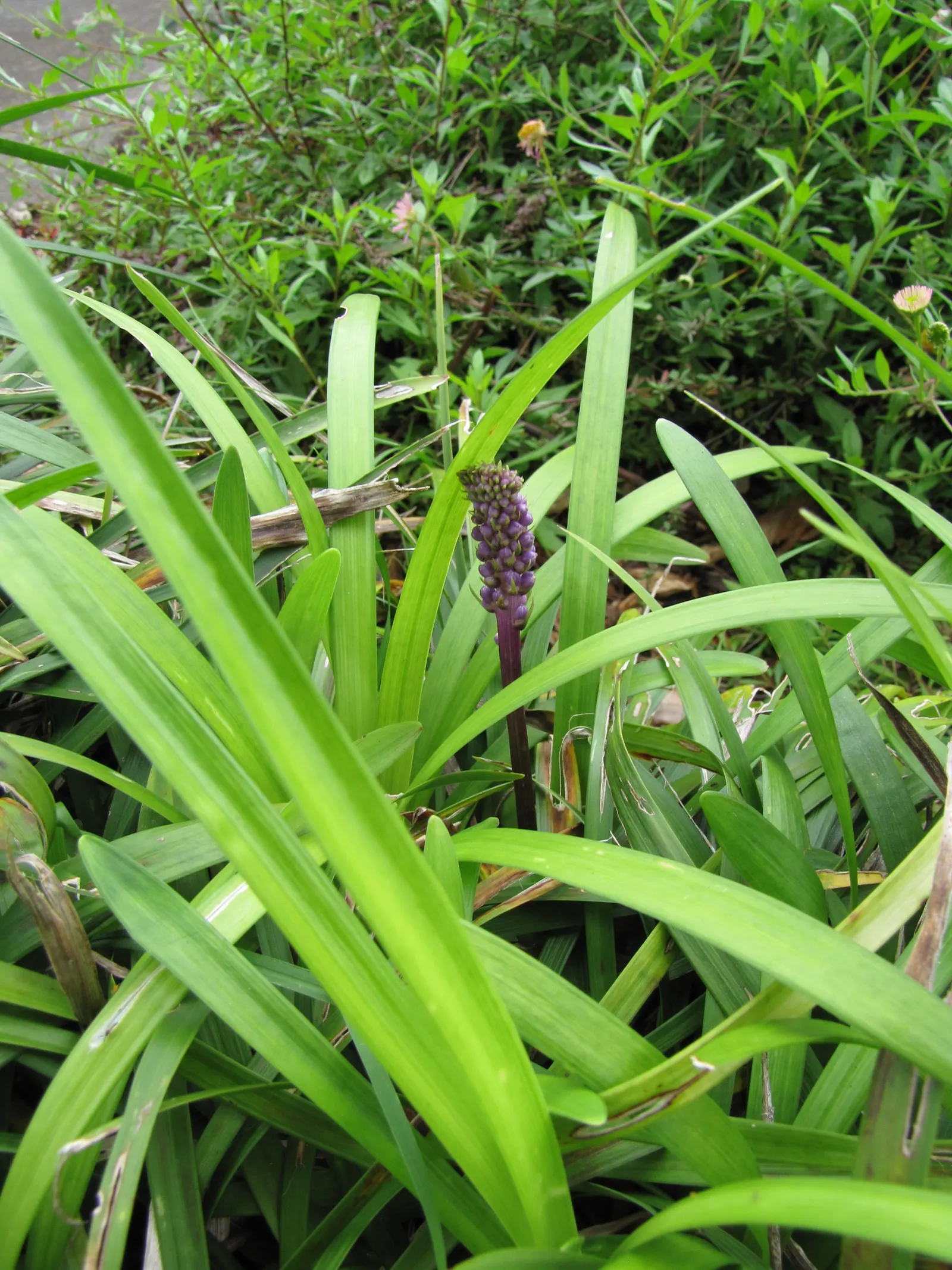 Blue Lily Turf (Liriope Muscari) — dark green blades that measure about 1/4 to 1/2 inch in width; ideal for borders and groundcover, it tolerates drought and