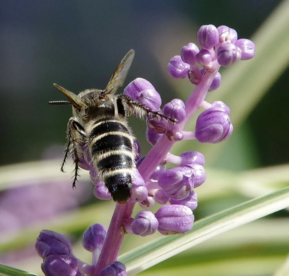 Blue Lily Turf (Liriope Muscari) — the plant yields nearly black berries; its foliage presents in lush