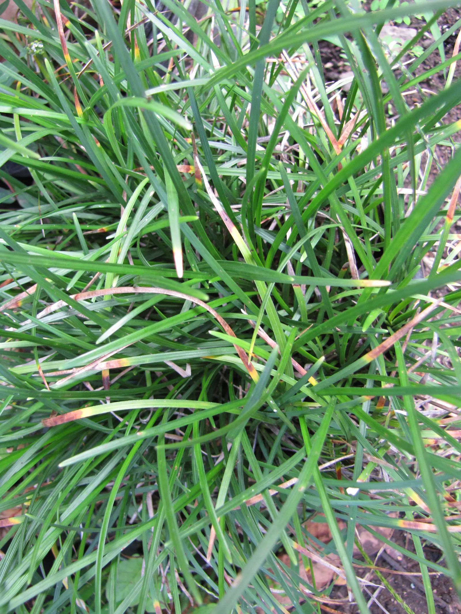 Blue Lily Turf (Liriope Muscari) — This sturdy plant typically reaches a height of 12 to 18 inches and spreads out to a similar width; grass-like, image 54
